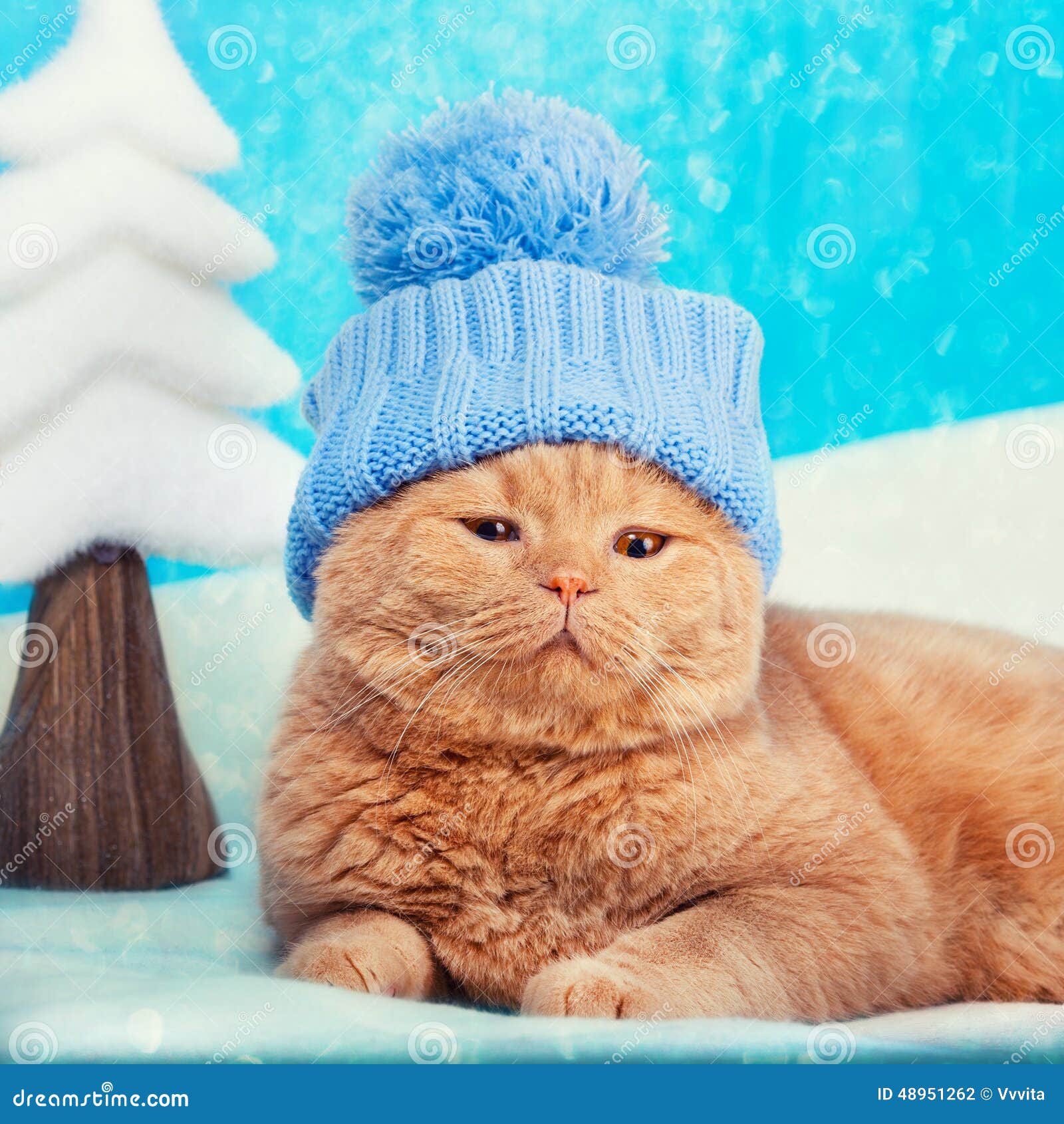 3,140 Cat Wearing Hat Stock Photos - Free & Royalty-Free Stock Photos from  Dreamstime