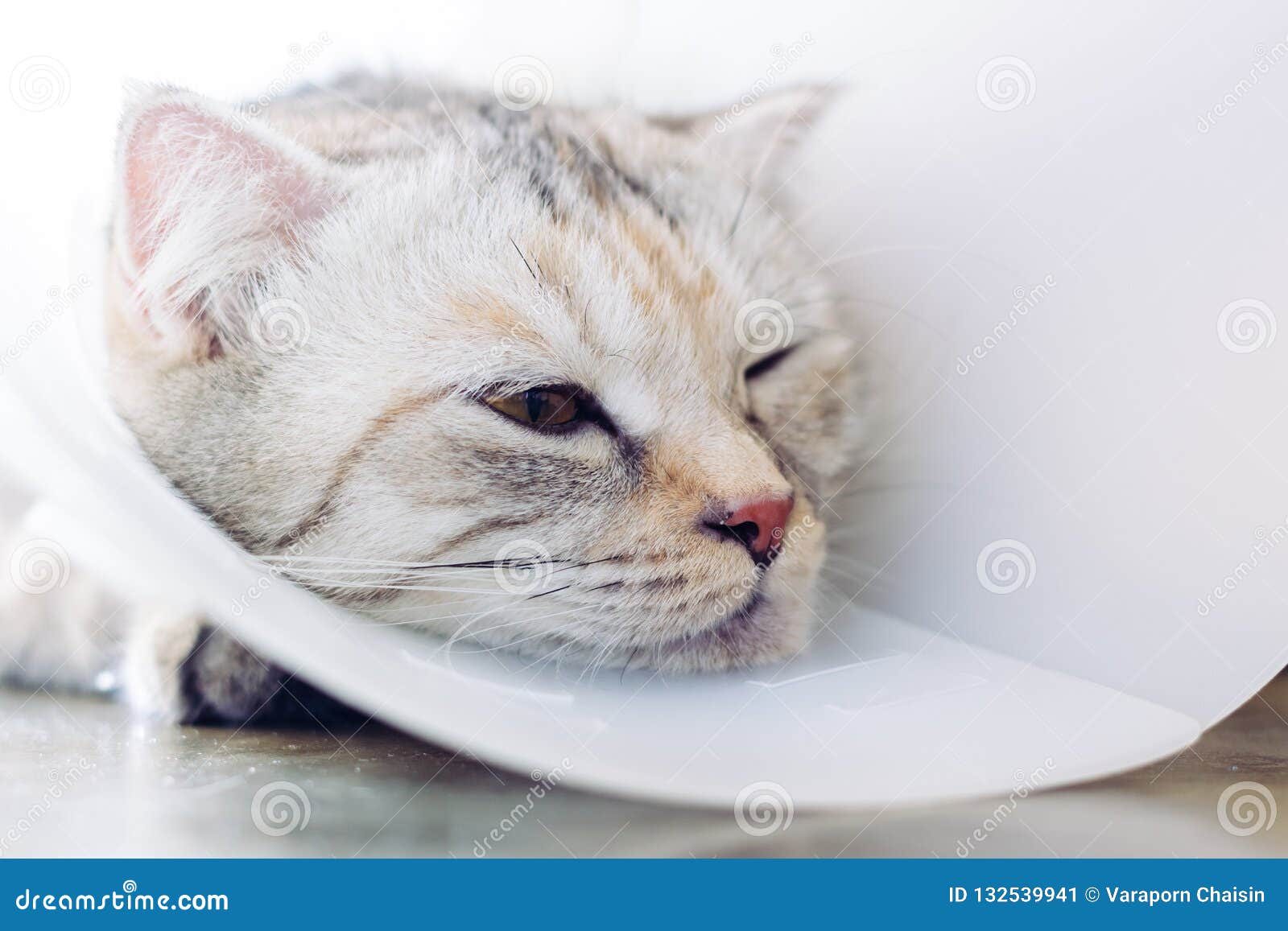 Cat Wearing a Protective Buster Collar Stock Image Image of domestic