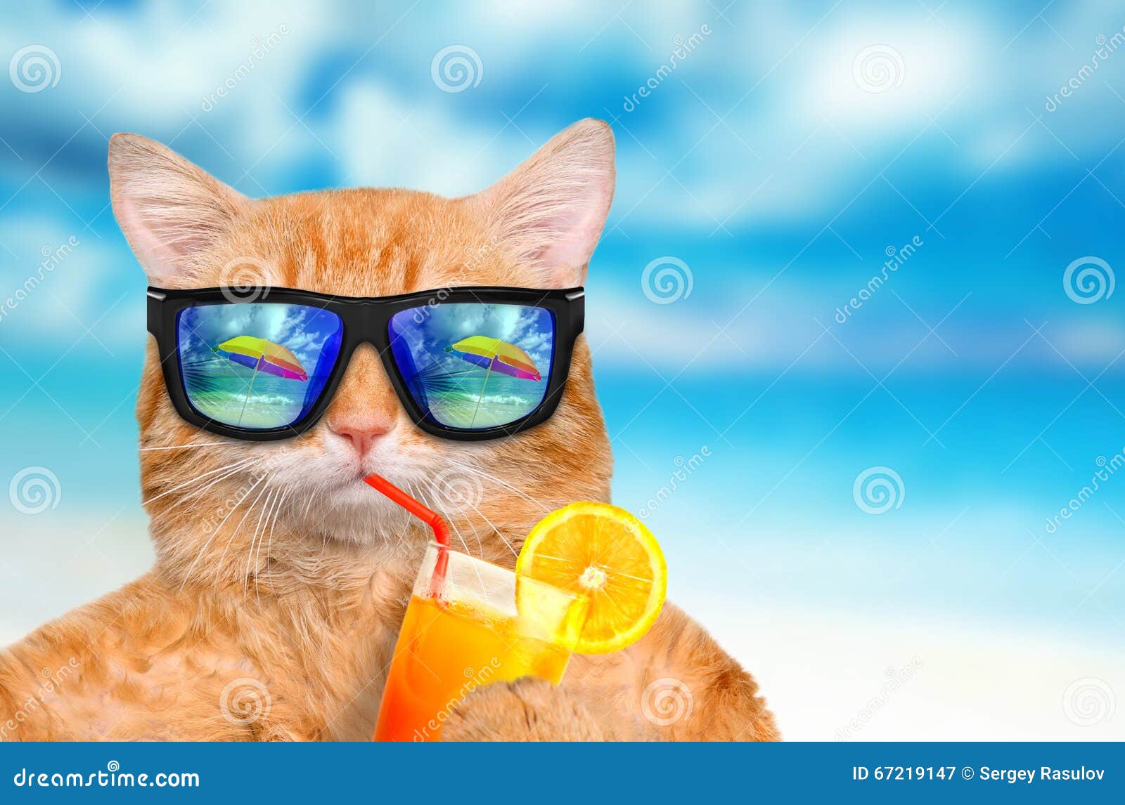 Stylish Cats Rocking Sunglasses