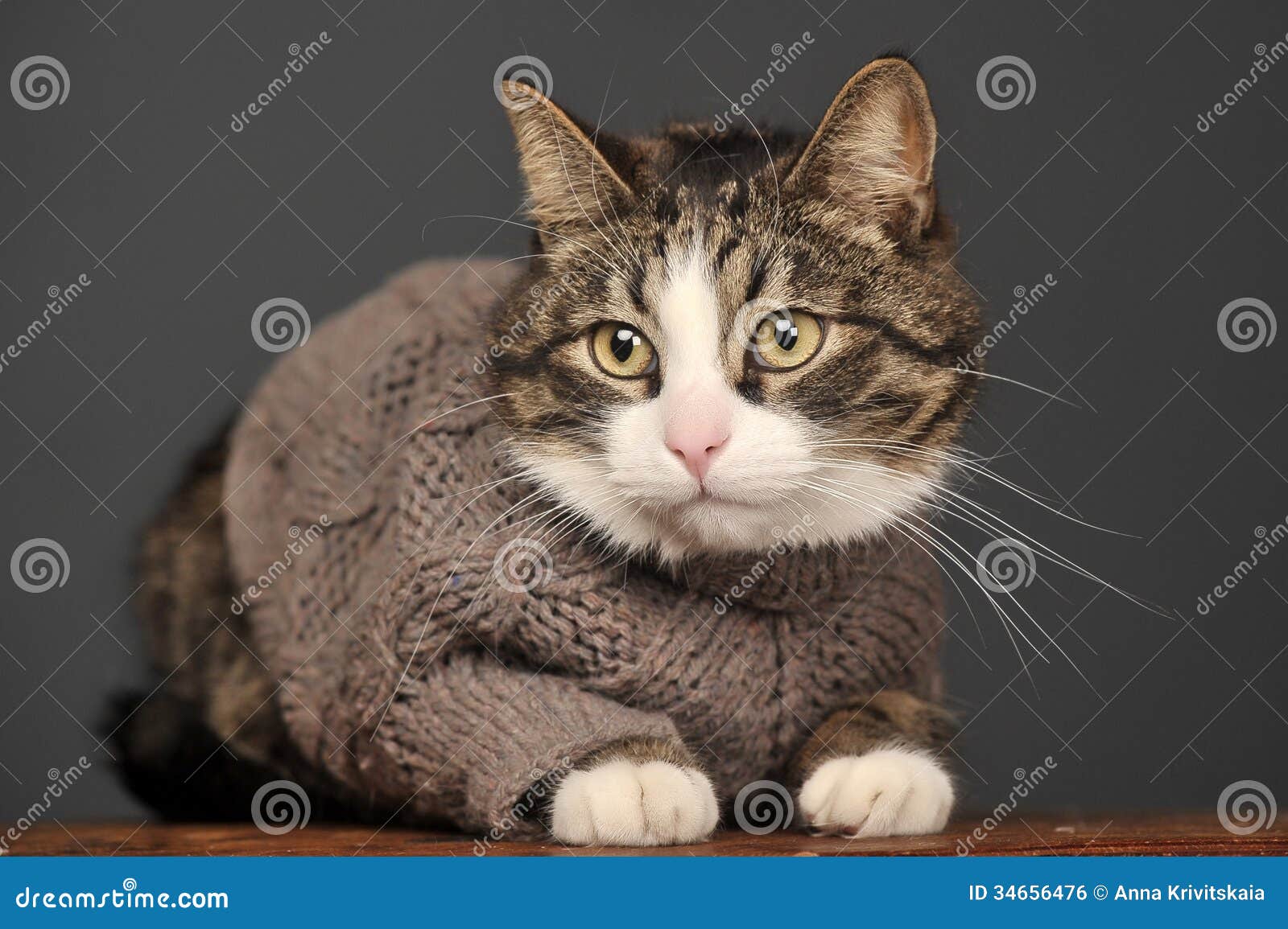 Cat wearing a sweater stock photo. Image of animal, feline 34656476
