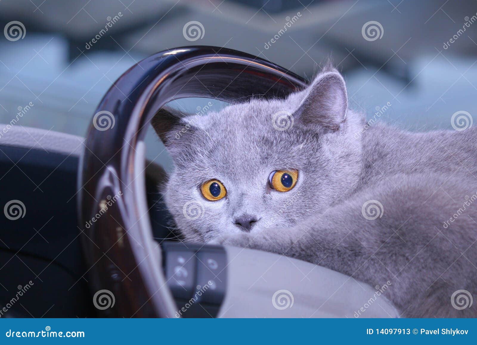 Cat on a wheel stock image. Image of culture, close, portrait 14097913