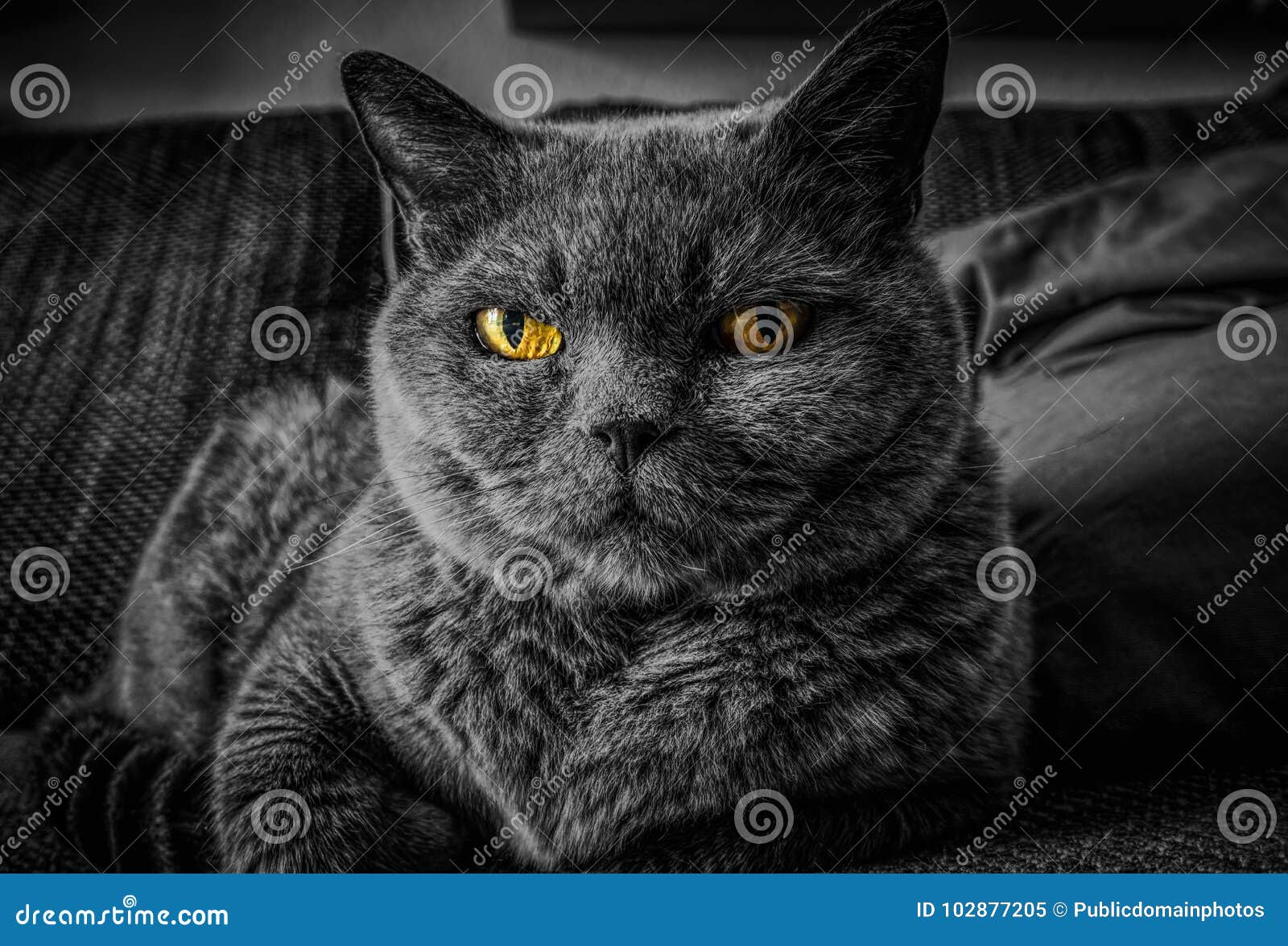 Cat, Whiskers, Black, Black And White Picture. Image 102877205