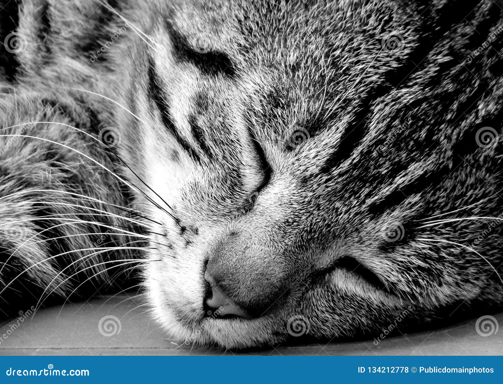 Cat, Whiskers, Black, Black And White Picture. Image 134212778