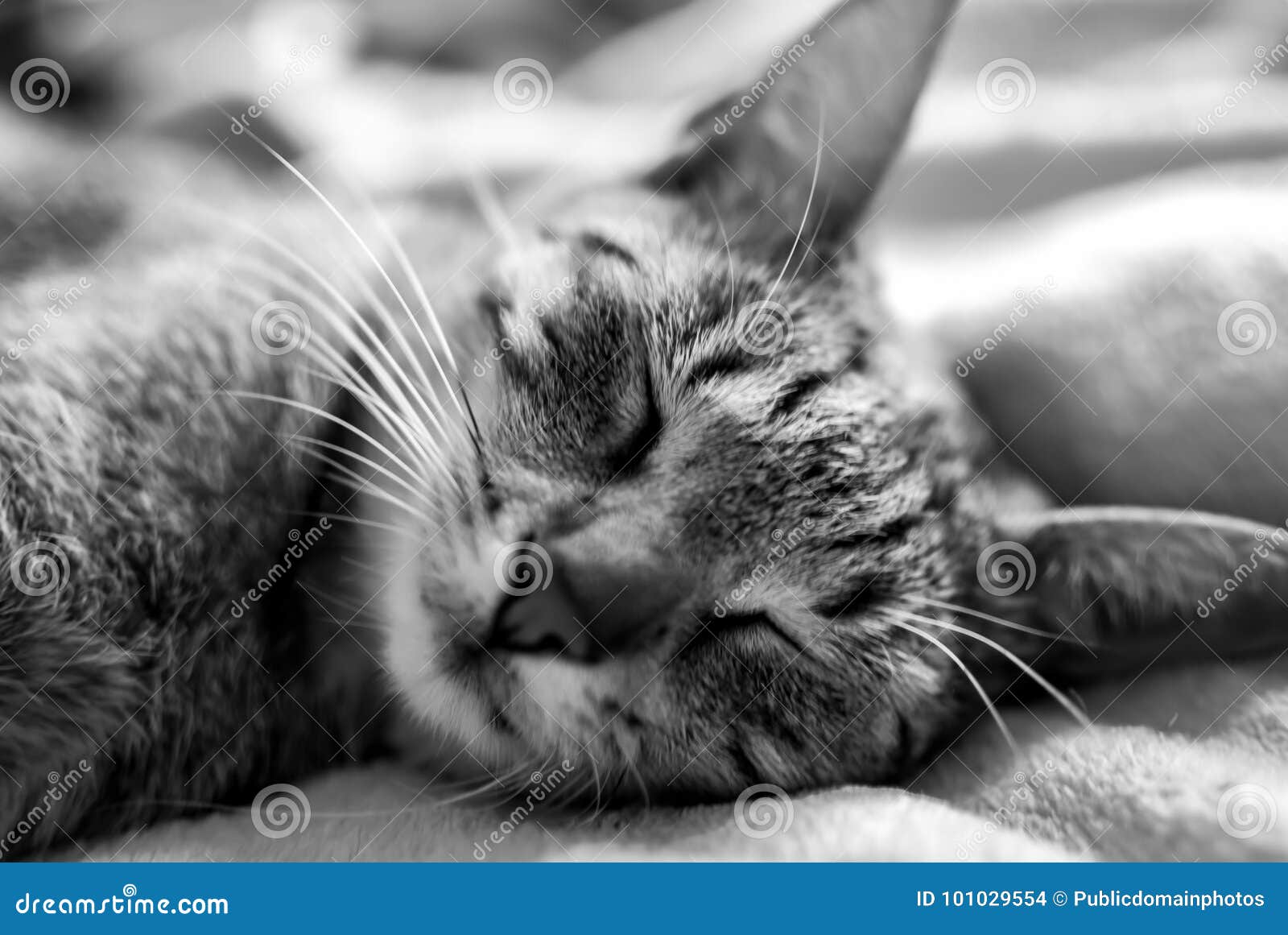  Cat  Whiskers  Black And White  Mammal Picture Image 