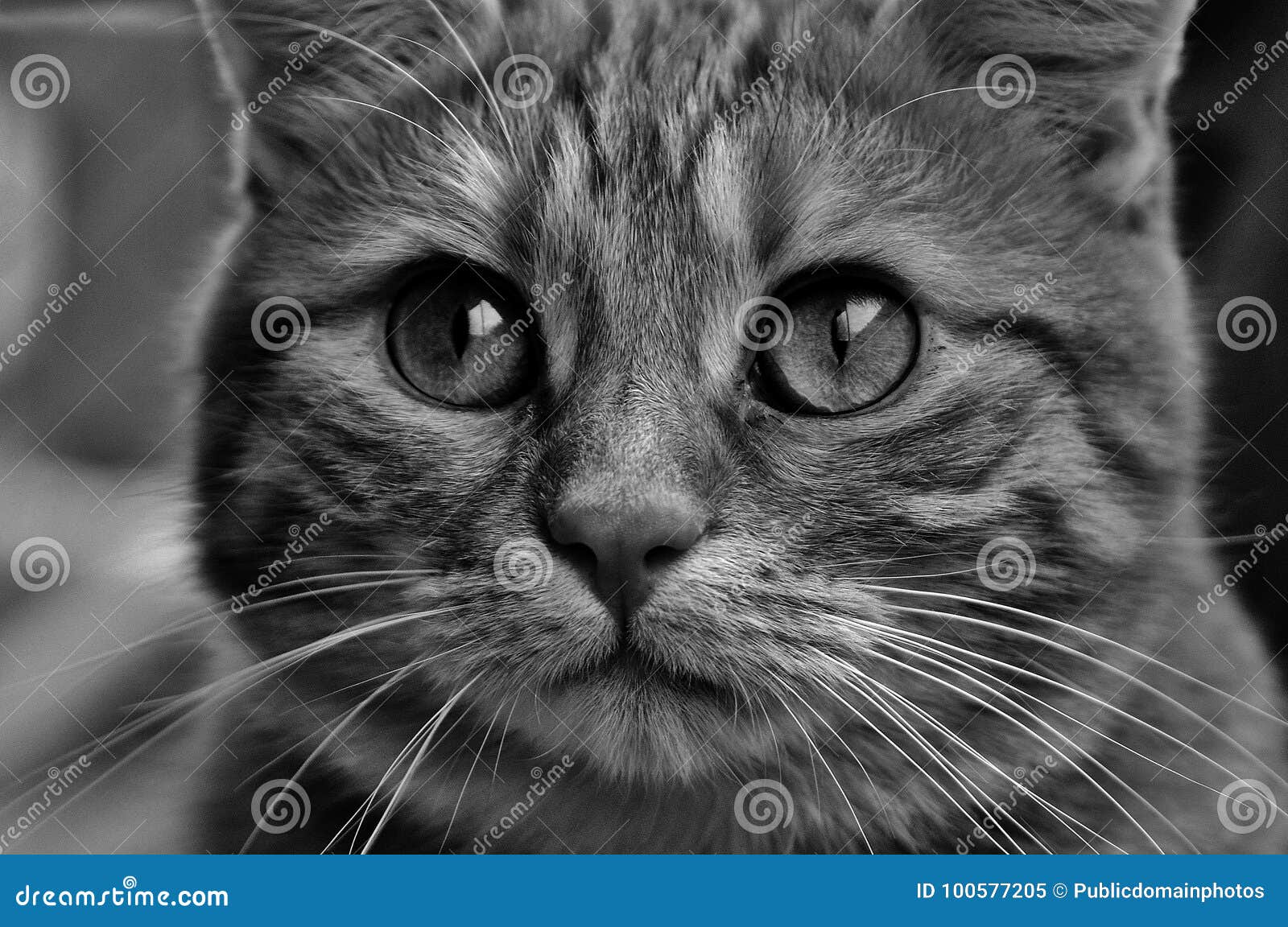Cat, Whiskers, Face, Black And White Picture. Image 100577205