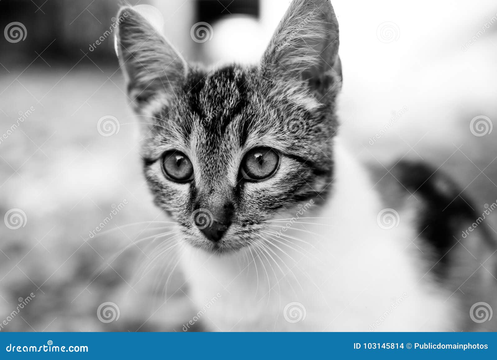  Cat  Whiskers  Face Black And White  Picture Image 103145814