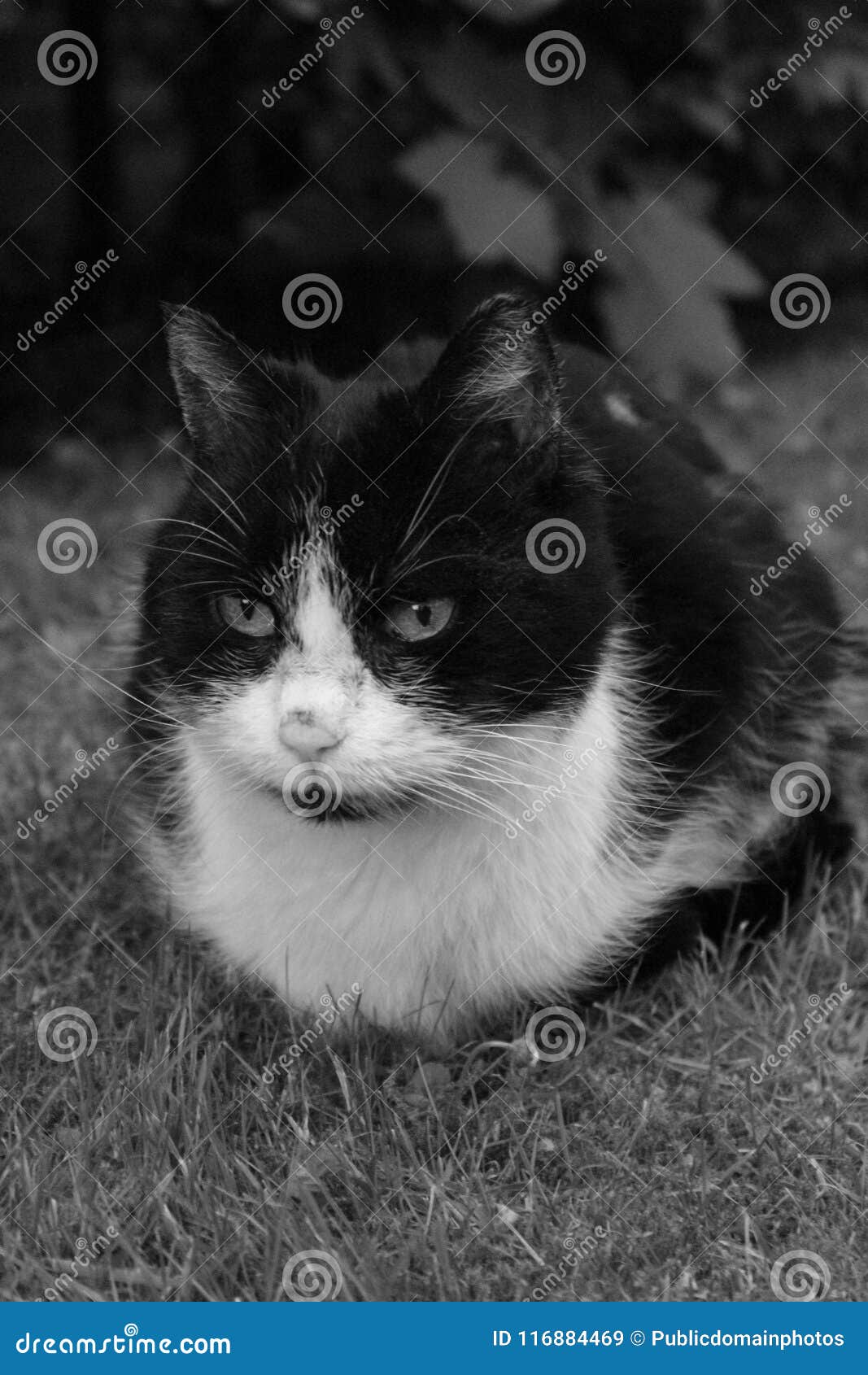 Cat, Whiskers, White, Black And White Picture. Image 116884469