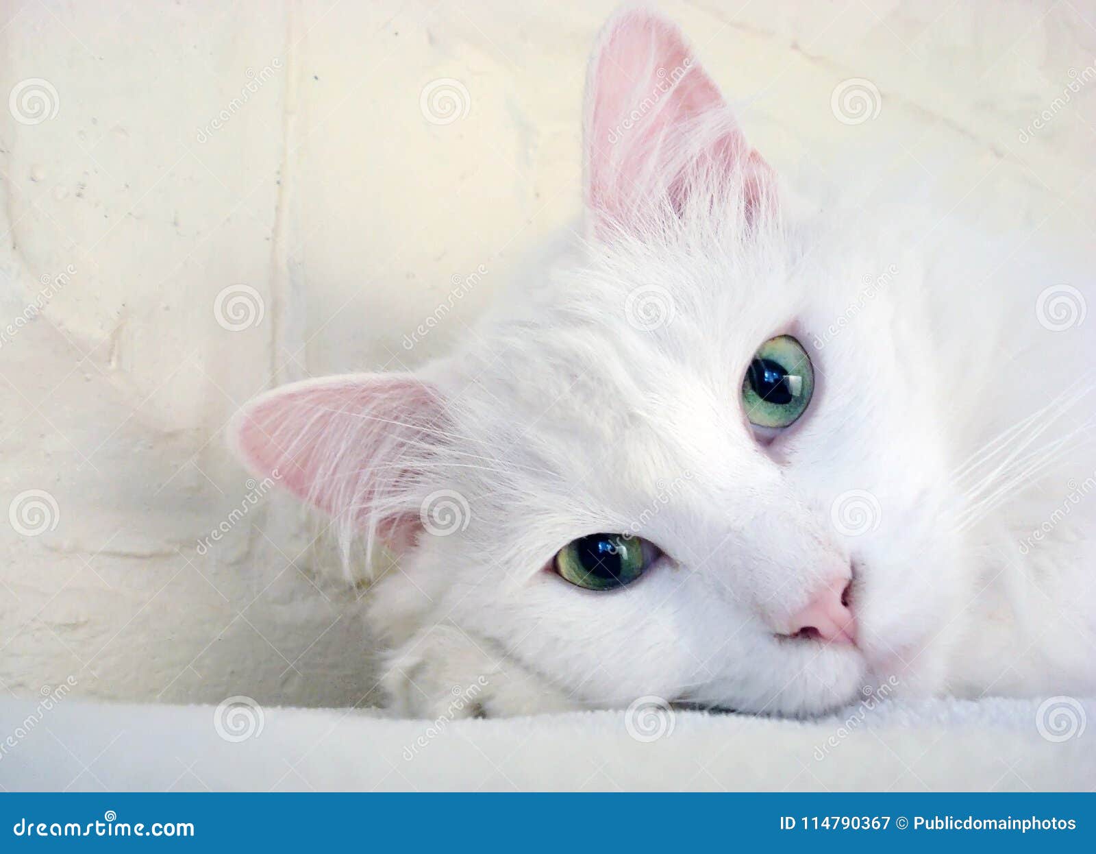white cat skin download white cat skin download