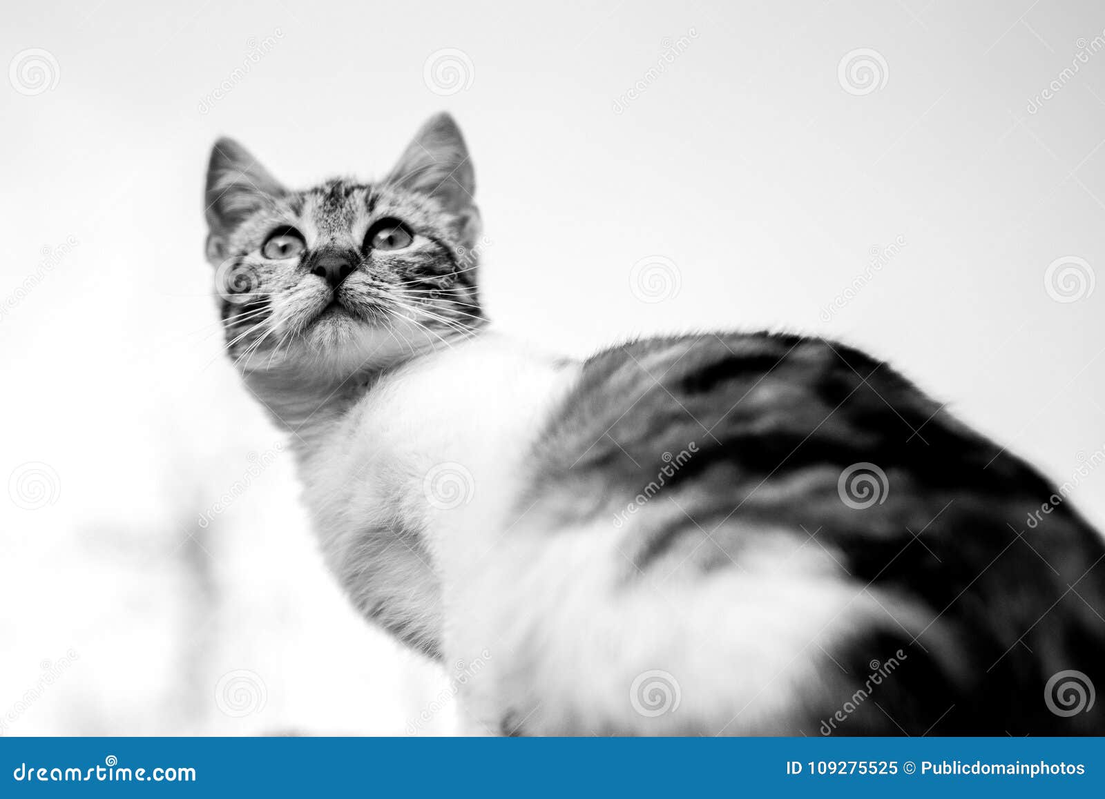 Cat, White, Whiskers, Black And White Picture. Image 109275525