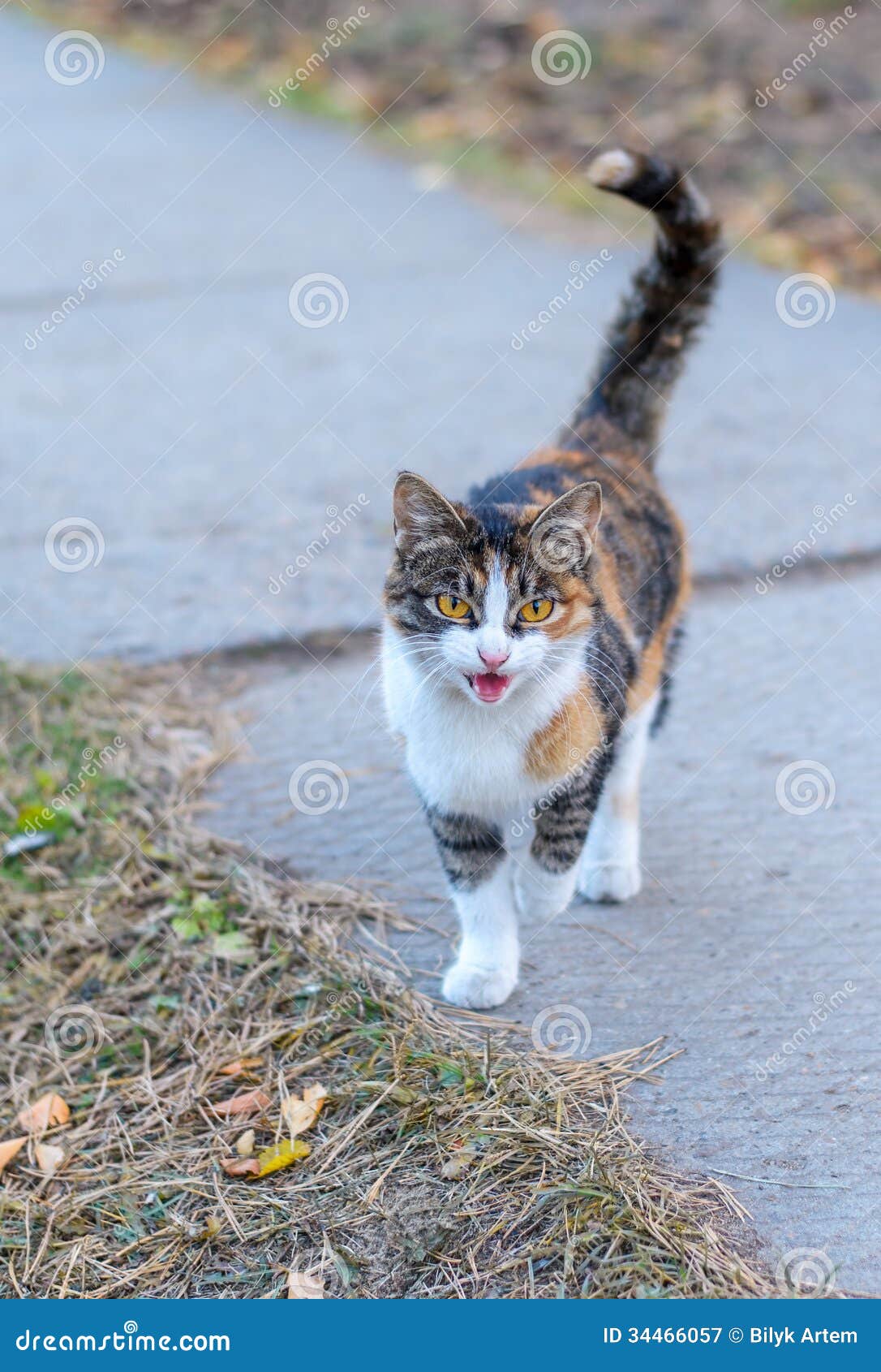 Cat Who Walks In Itself Stock Image Image Of Staring