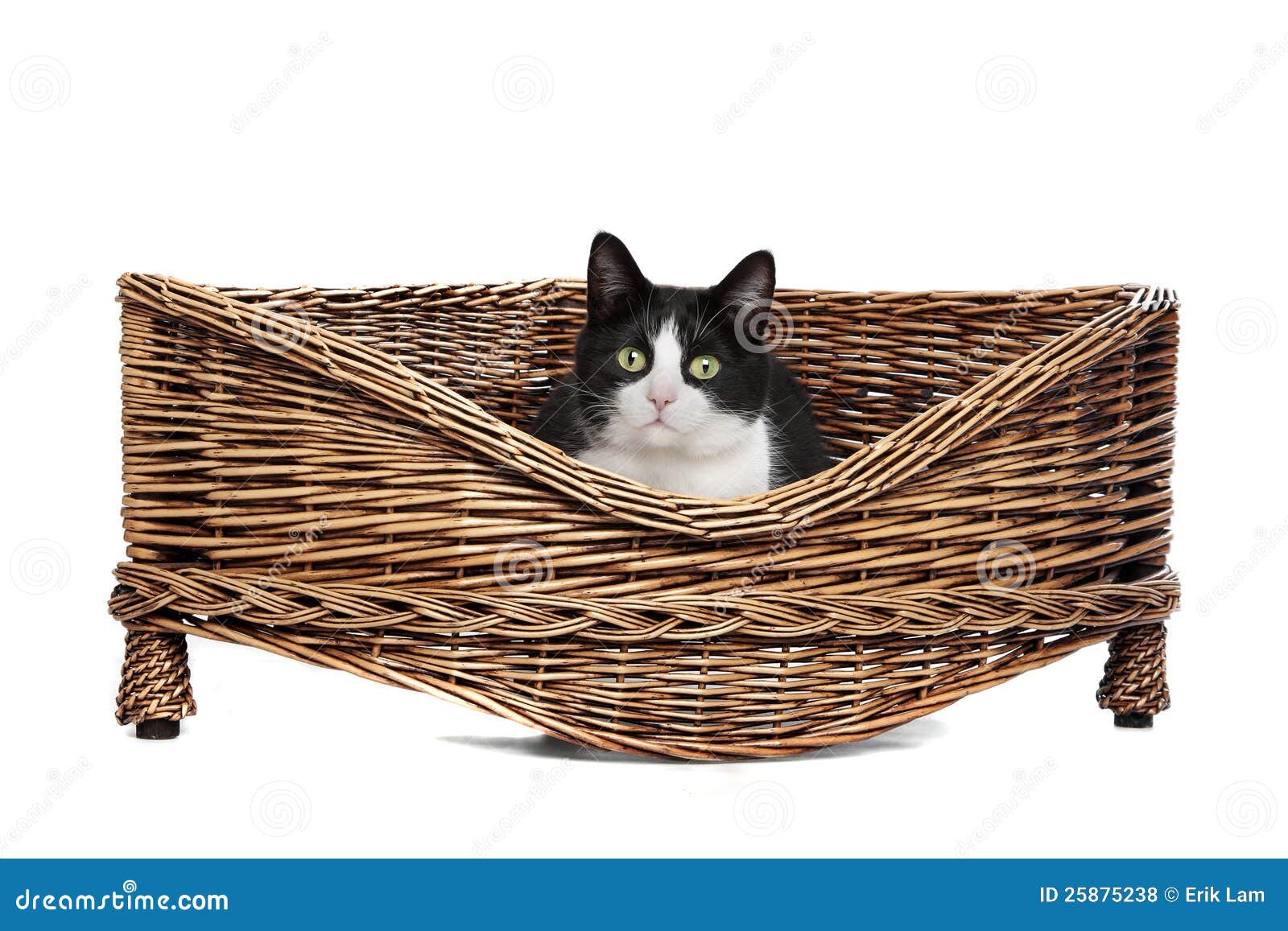 Cat in wicker bed stock photo. Image of eyes, mattress 25875238