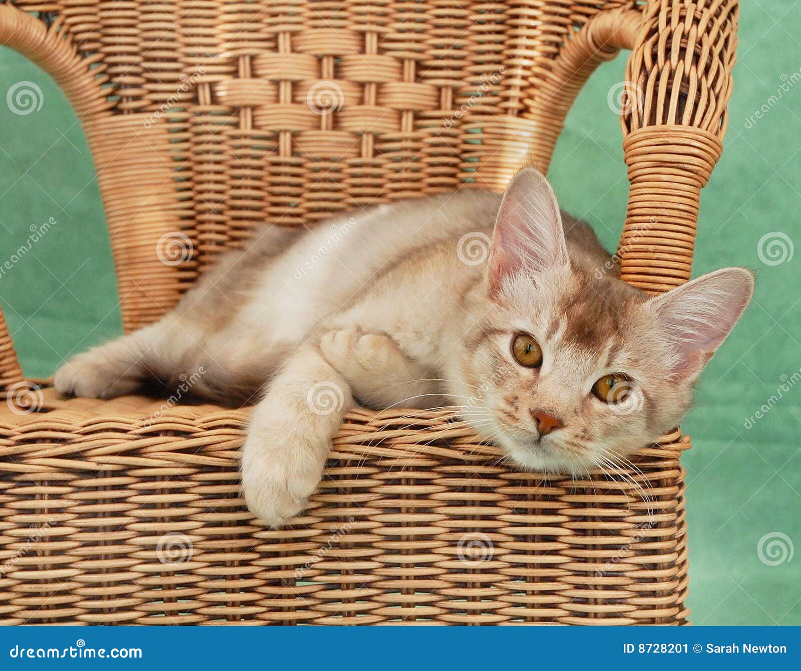 Cat on wicker chair stock image. Image of posing, somali 8728201