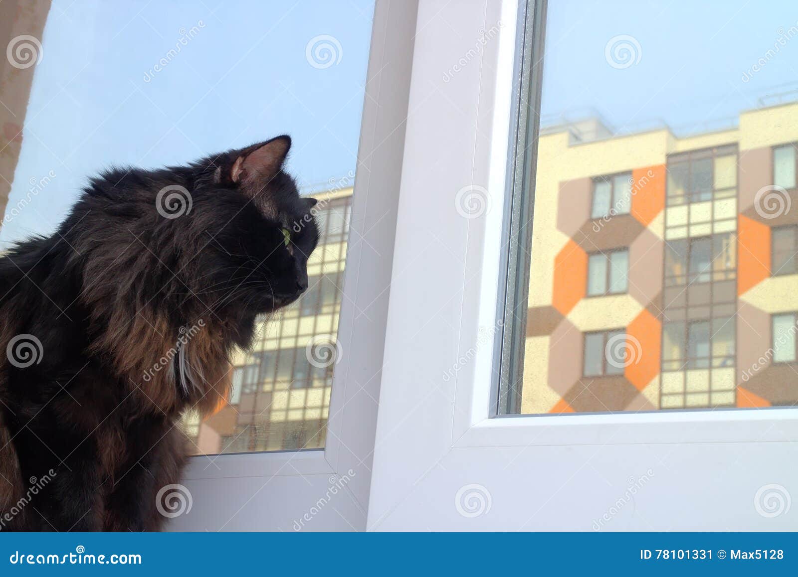 Cat on the Window in a New Apartment House Stock Image Image of home