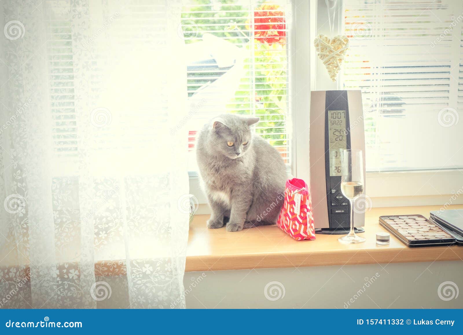 cat on the window watching everything that happens
