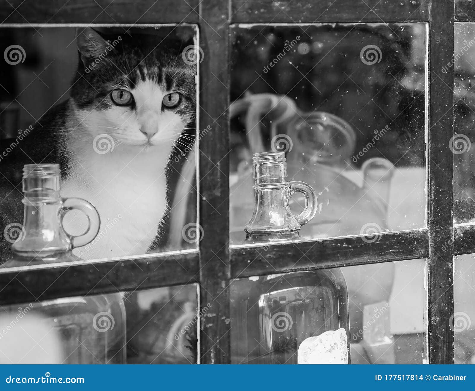 Cat on the Windowsill in Quarantine Stock Photo Image of glass