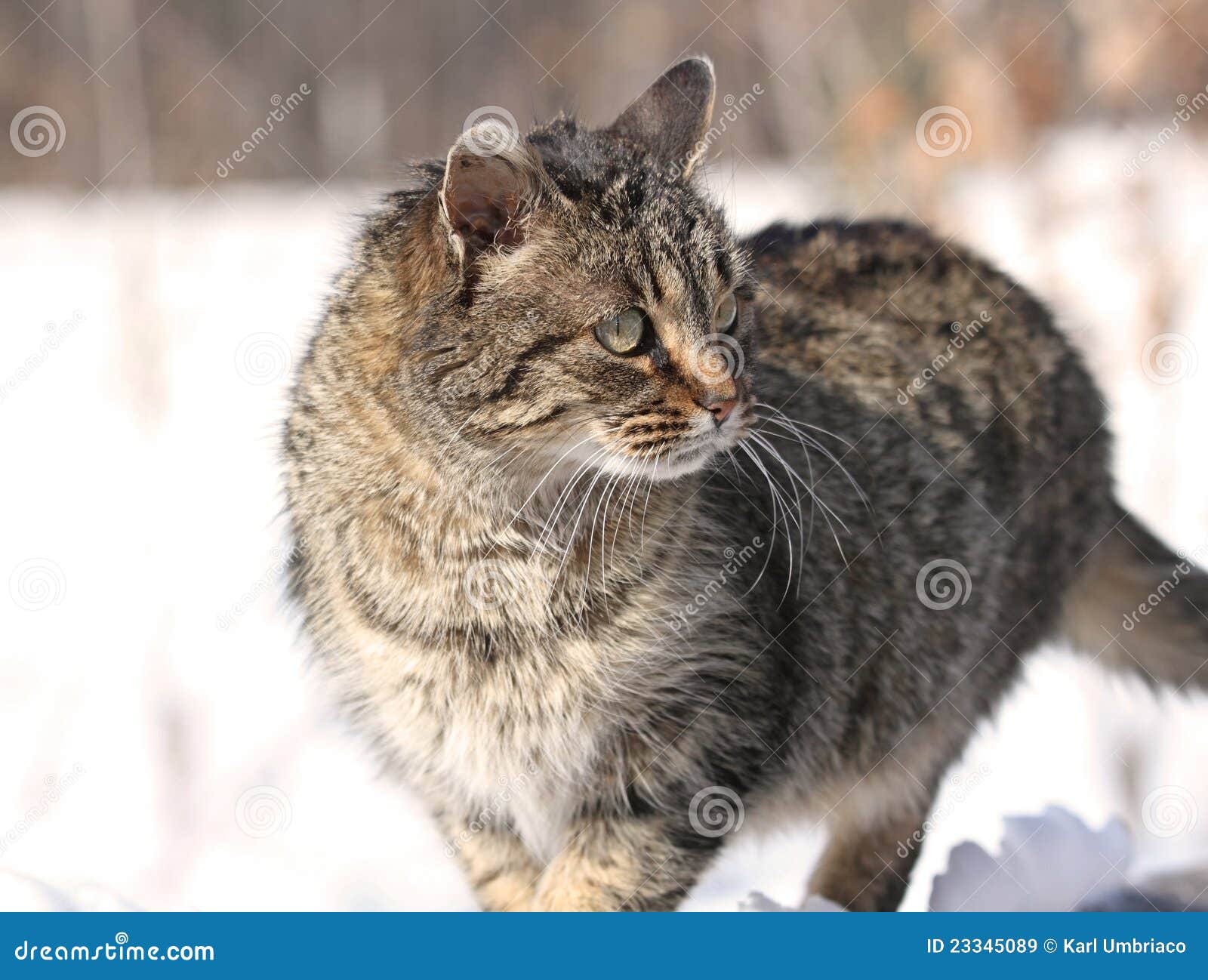 Cat during winter stock image. Image of winter, nature 23345089