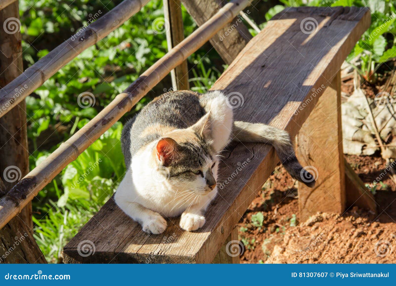 Cat on wooden bench stock image. Image of animal, nature 81307607