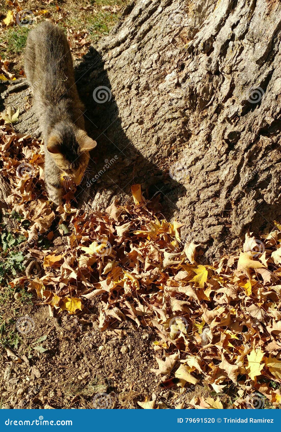 Cat and Woolly Worm stock photo. Image of woolly, worm 79691520