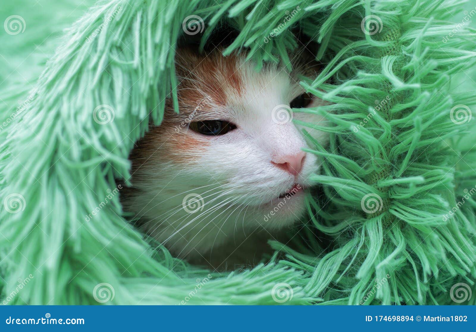 The Cat Wrapped in Blanket and Sleeping Stock Photo Image of
