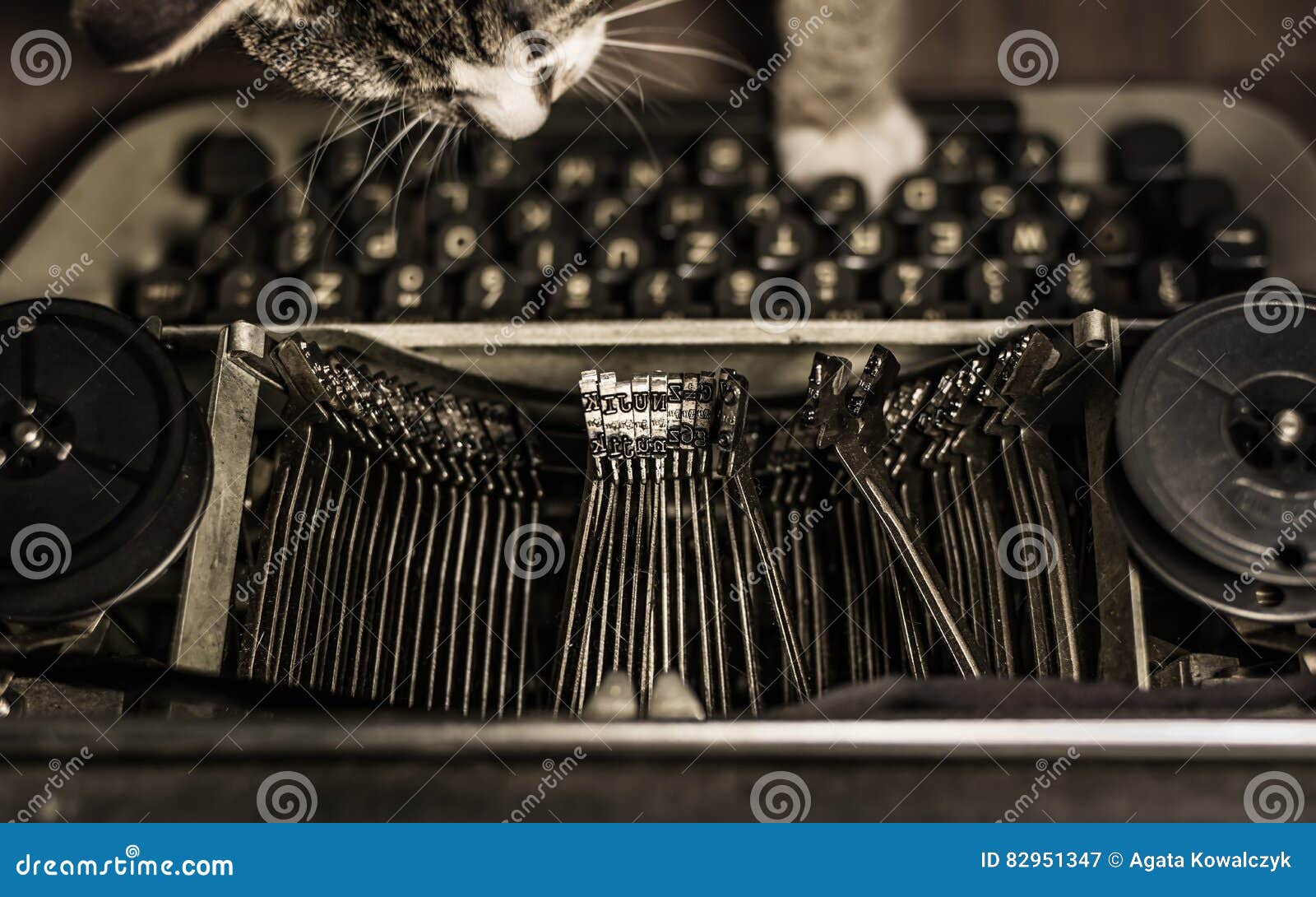 Cat Writing on Old Typewriter. Stock Image Image of type, pushing