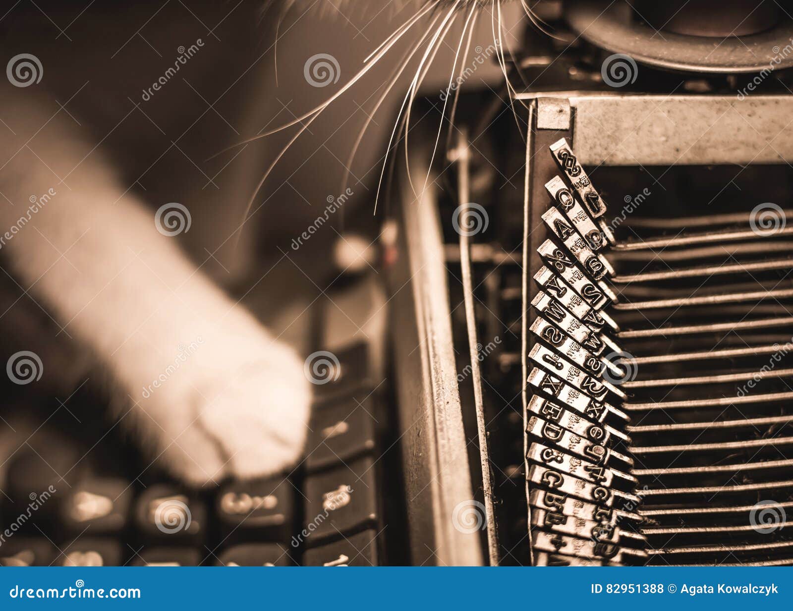 Cat Writing on Old Typewriter. Stock Photo Image of author, novel