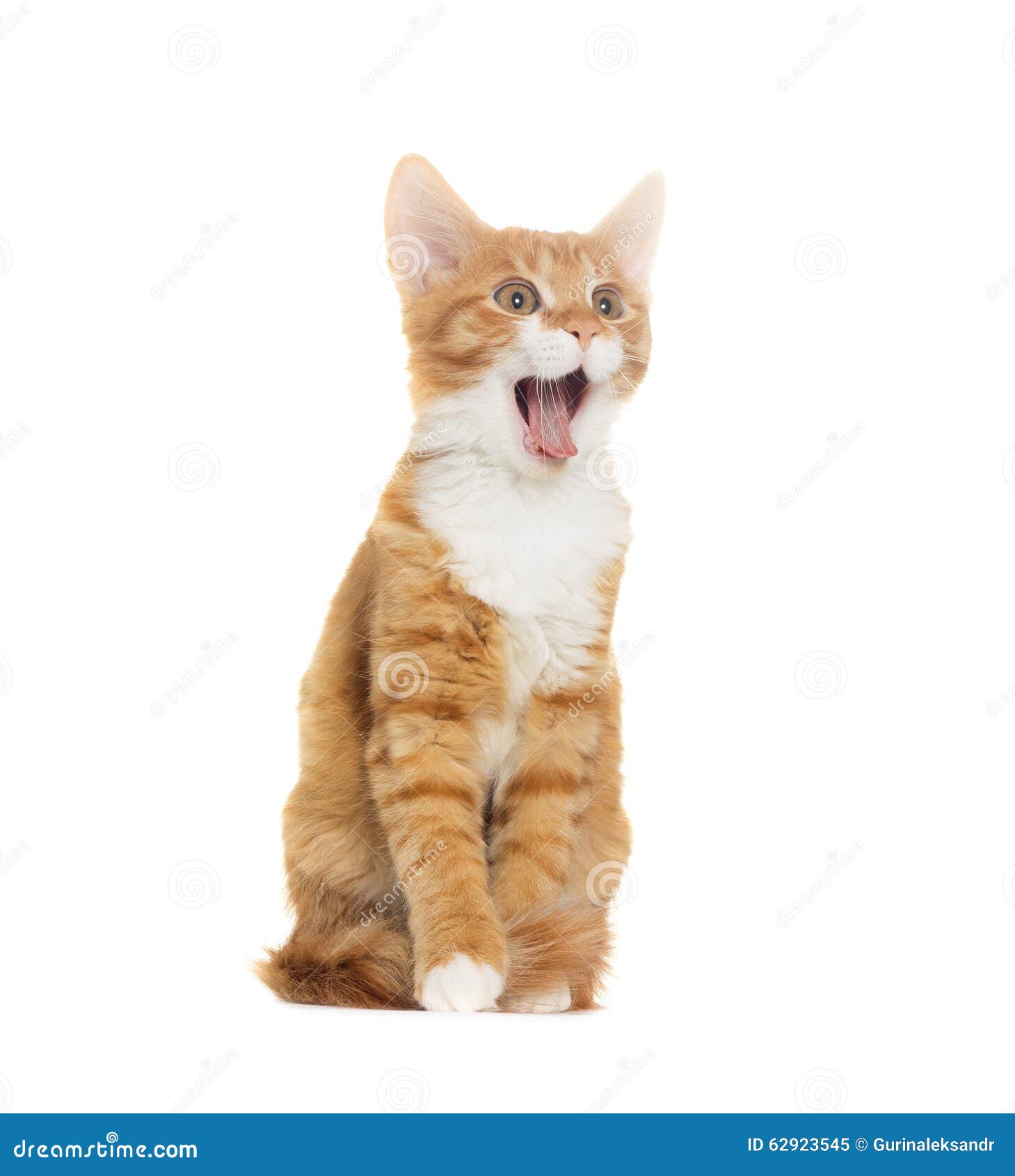 Cat yelling stock image. Image of emotion, sitting, cheerful 62923545