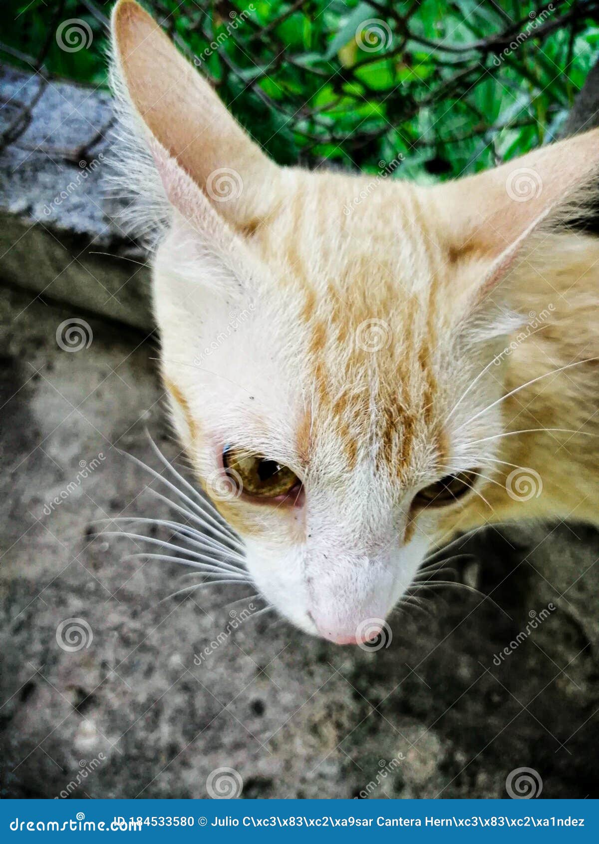 cat yellow domestic  in the garden