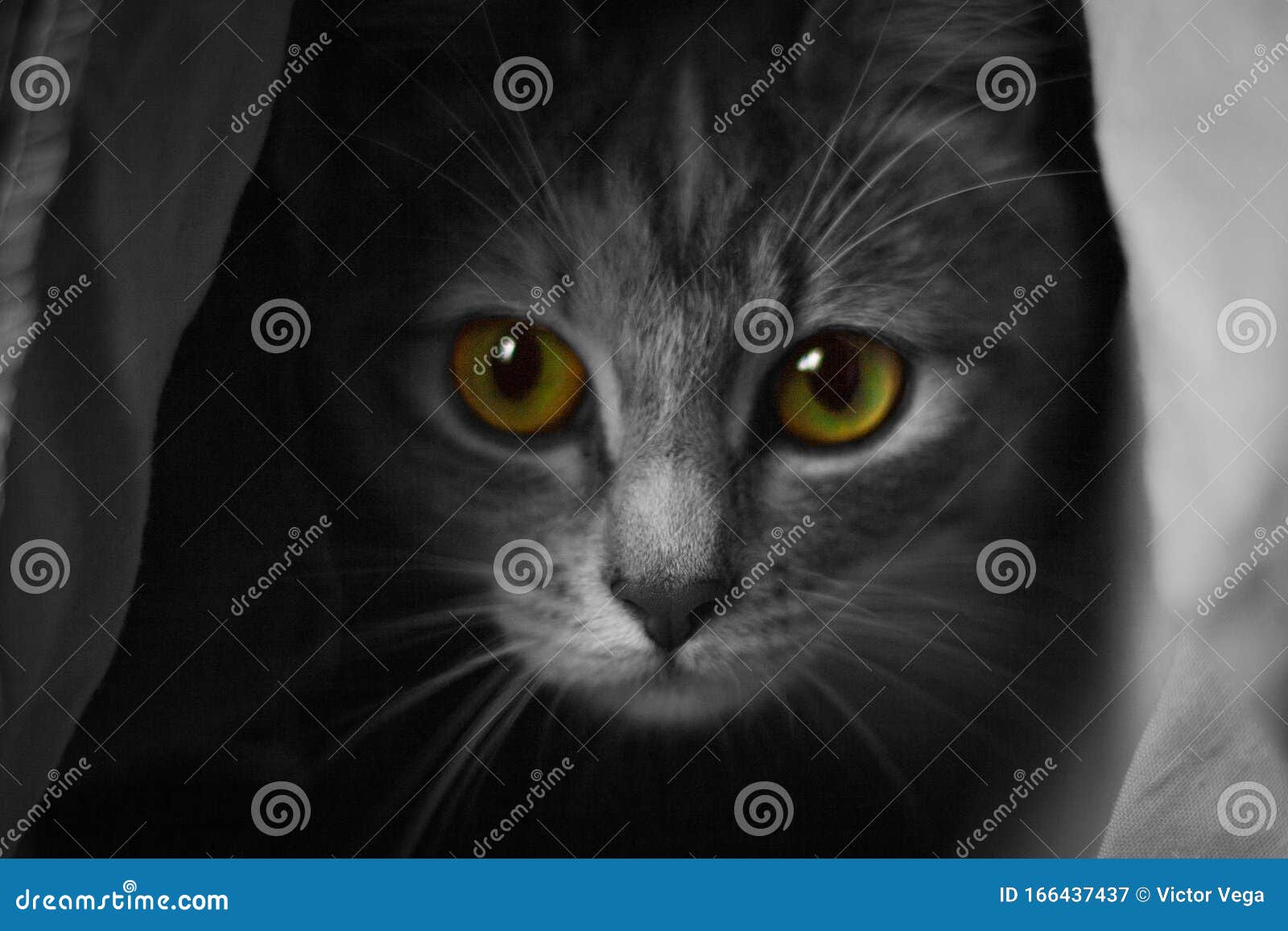 Cat with Yellow/Green eyes stock image. Image of yellow 166437437