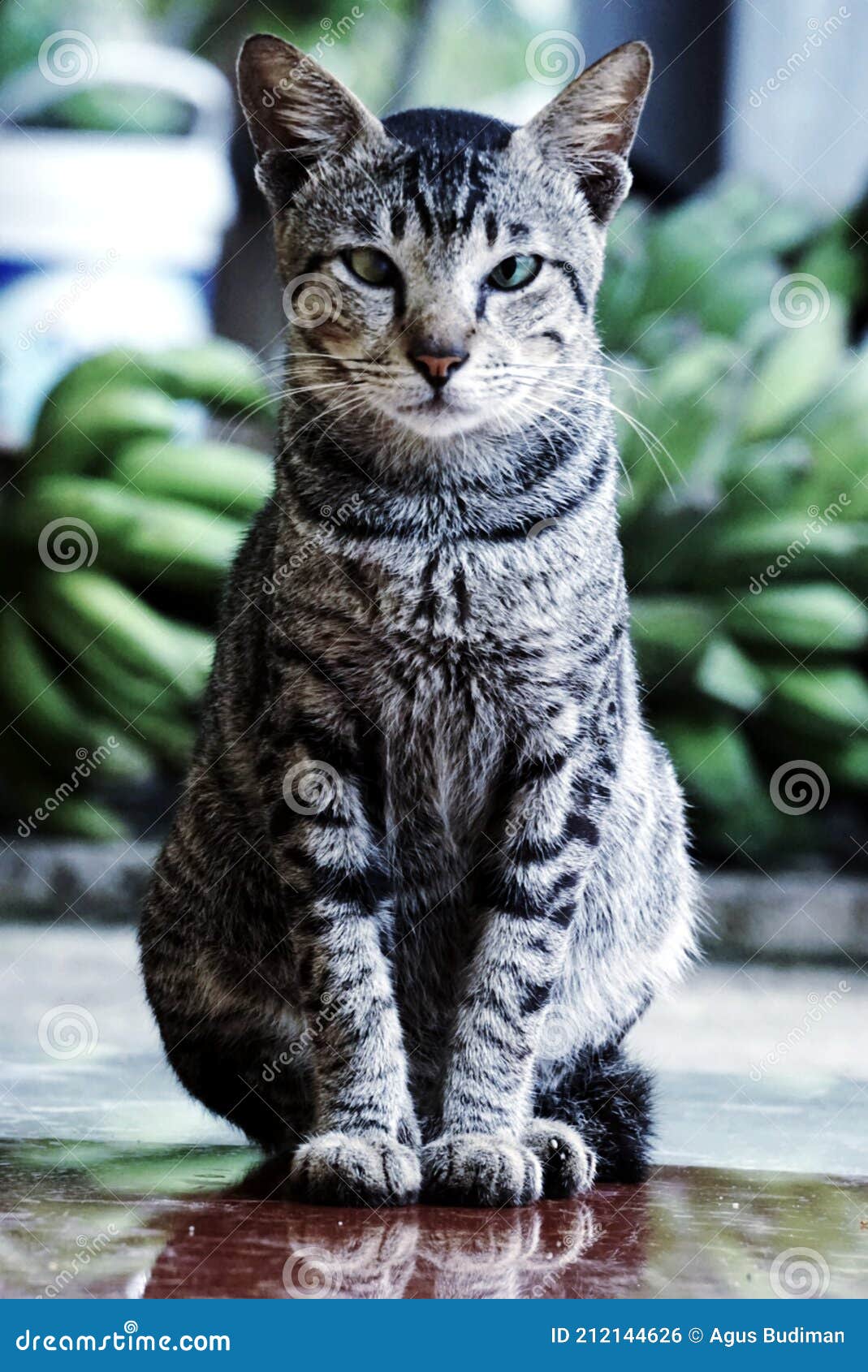 A Cat with Yellow and Green Eyes Pets Stock Photo Image of yellow