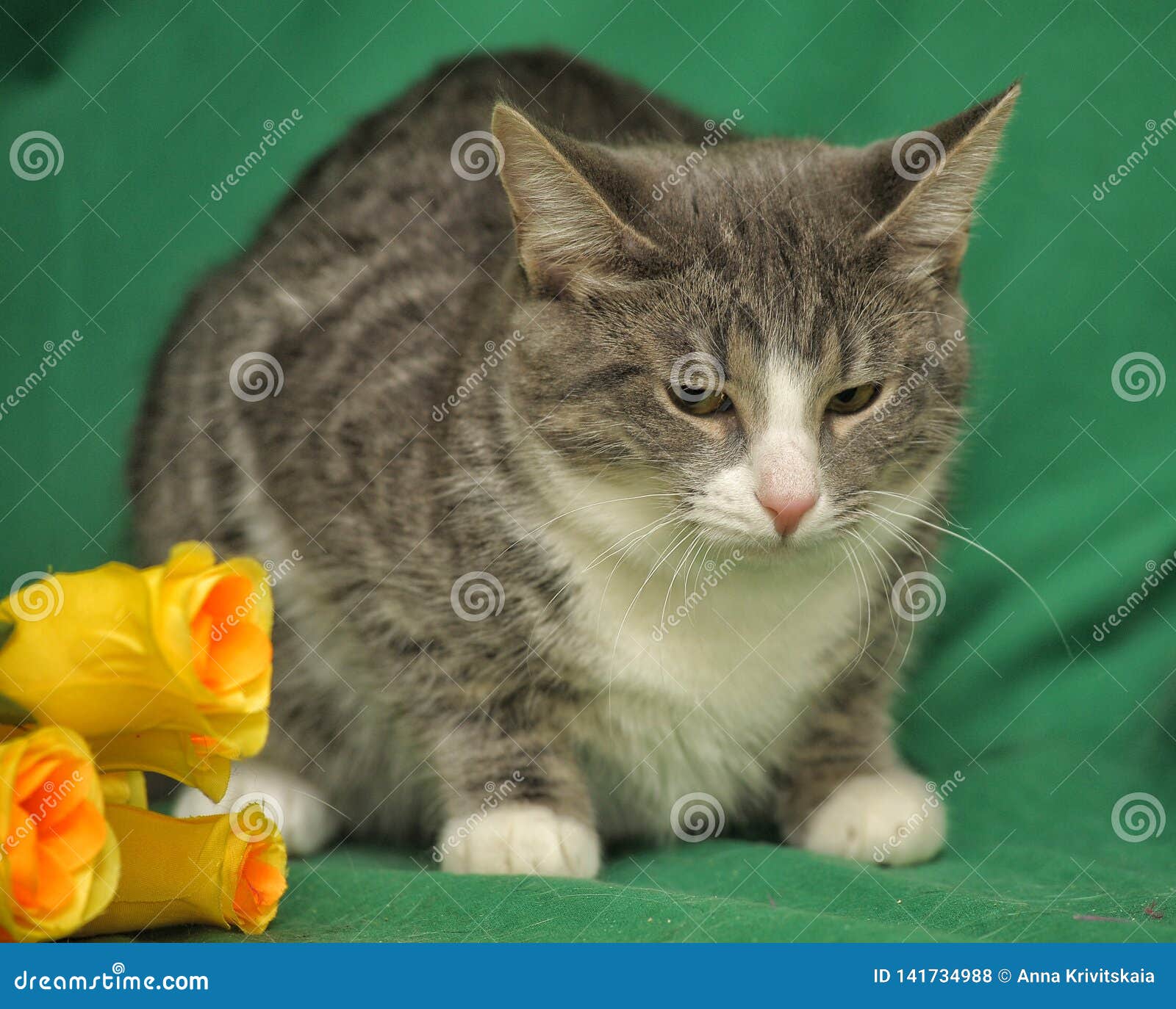 Cat with yellow roses stock photo. Image of european 141734988