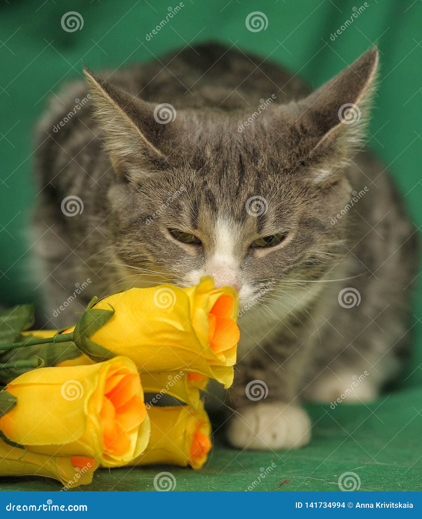 Cat with yellow roses stock photo. Image of background 141734994