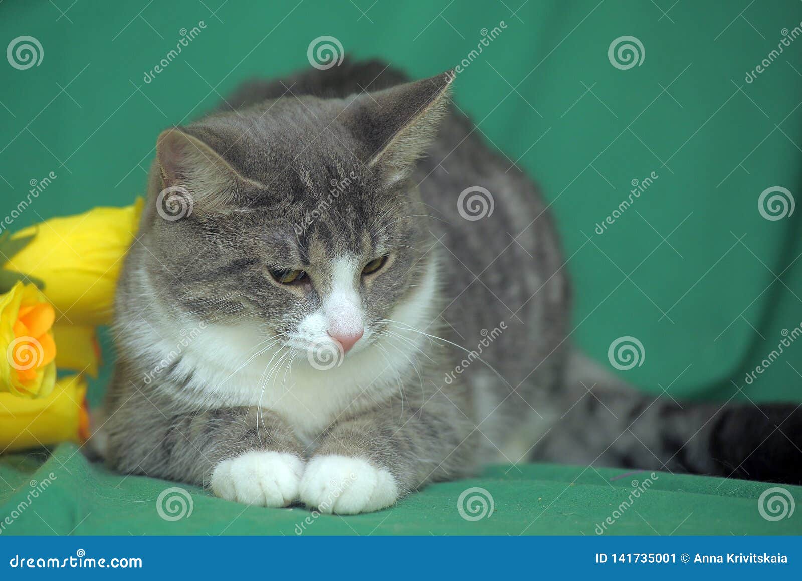 Cat with yellow roses stock image. Image of furry, adult 141735001