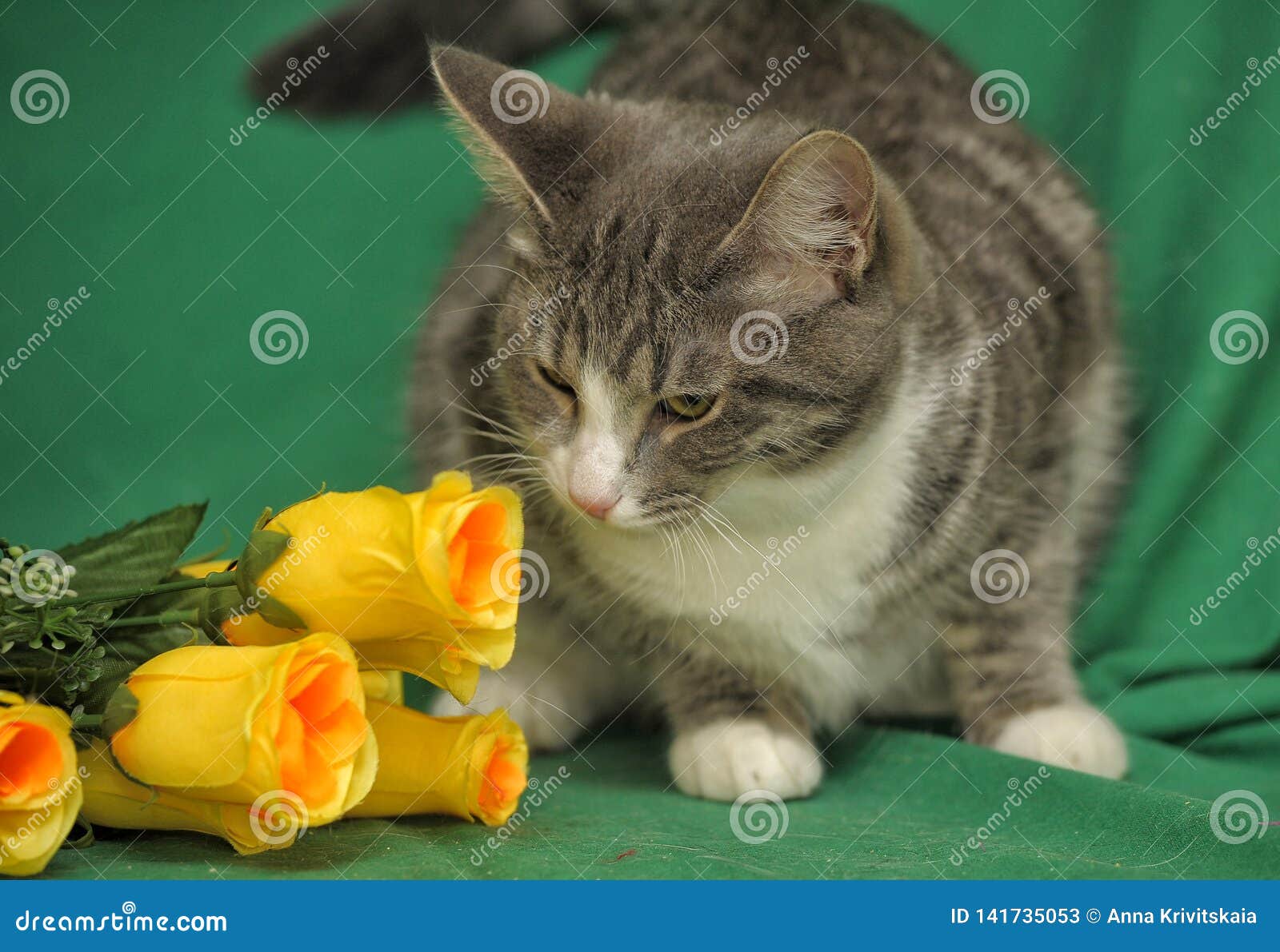 Cat with yellow roses stock image. Image of breed, furry 141735053