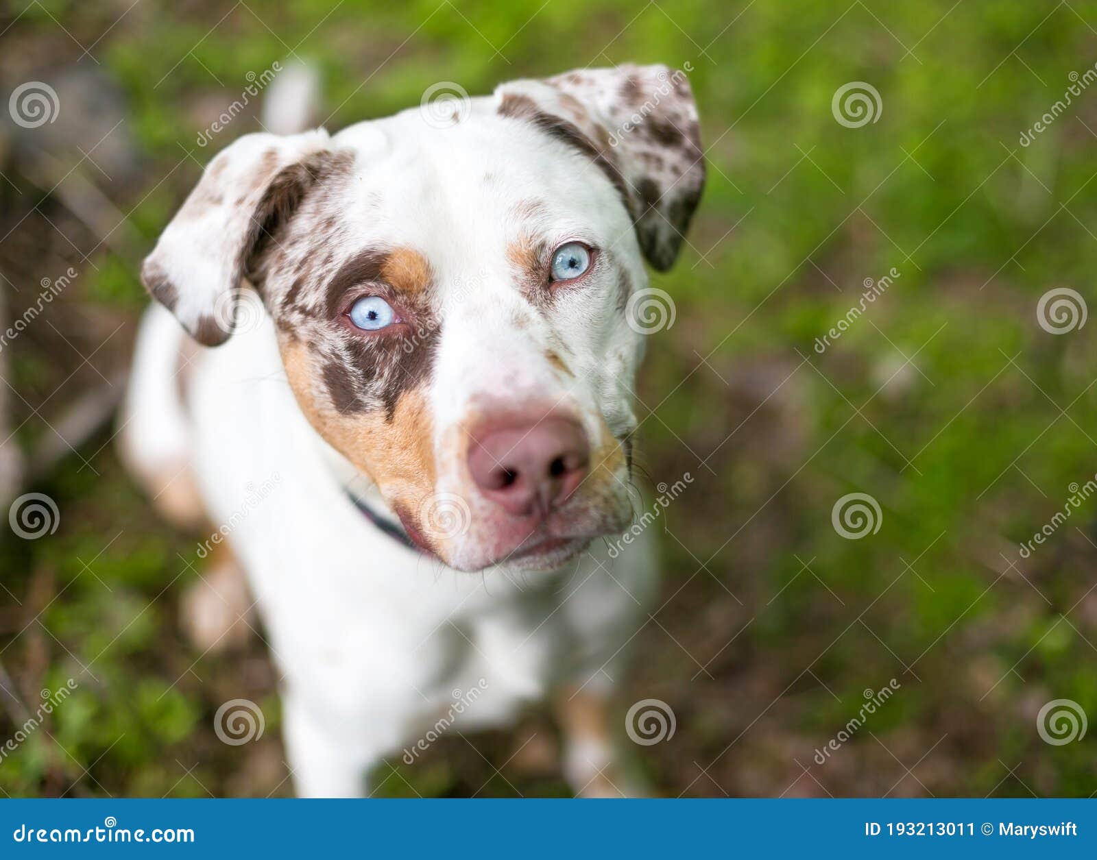 are catahoulas friendly dogs