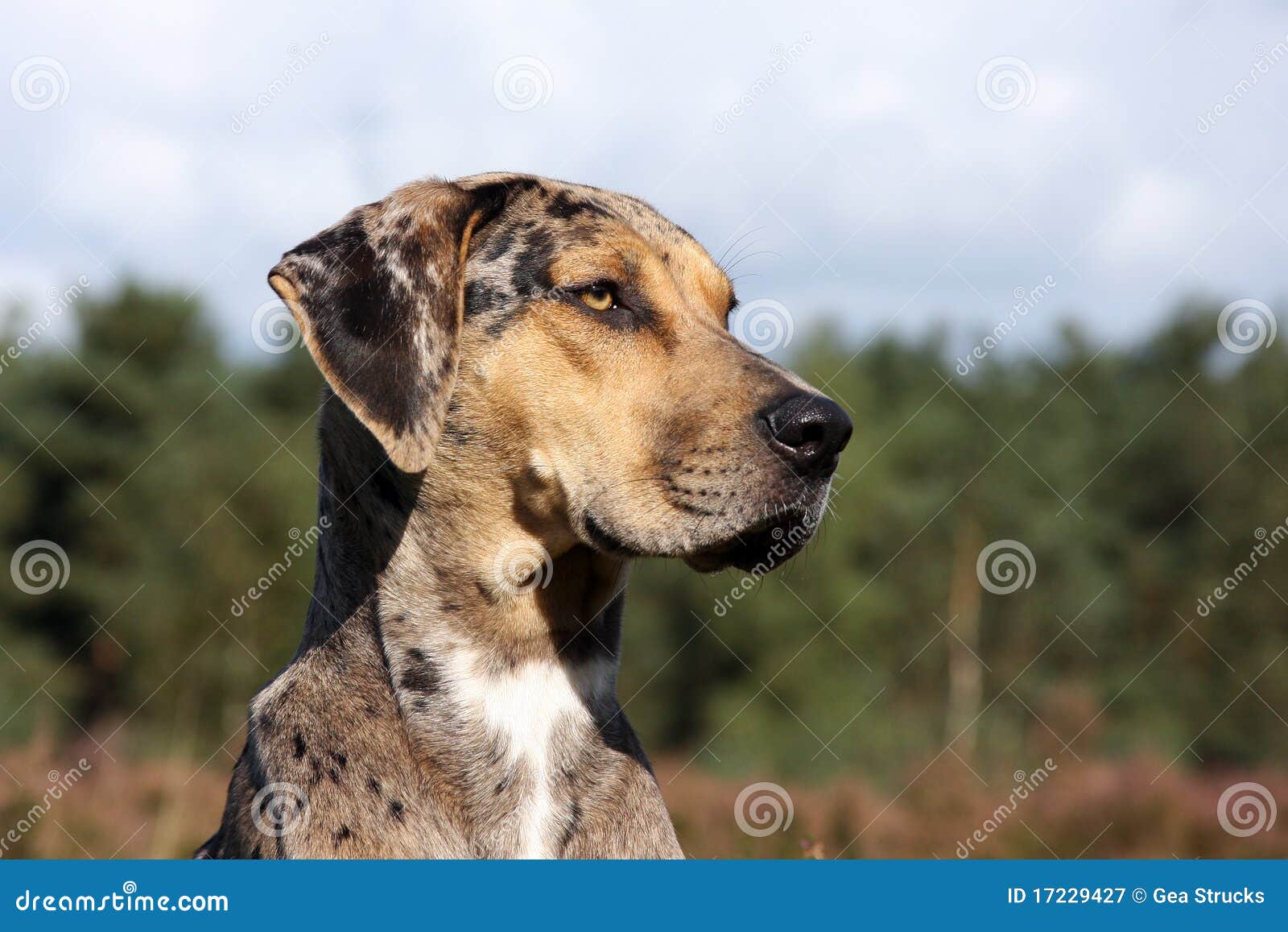 Shar站立在被察觉的豹子崽的pei小狗 库存照片. 图片 包括有 食肉动物, 纯血统, 没人, 国内, 茴香 - 30814654