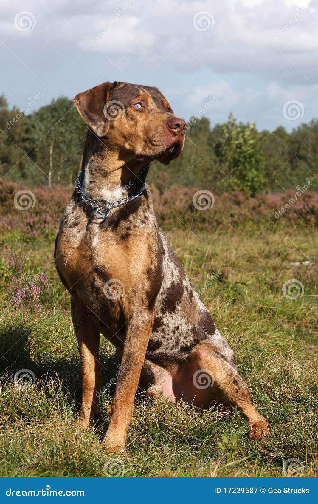 与豹子皮肤样式衣领的常设迷人的狗 库存照片. 图片 包括有 守纪, 衣领, 脖子, 宠物, 服从, 魅力 - 88093088