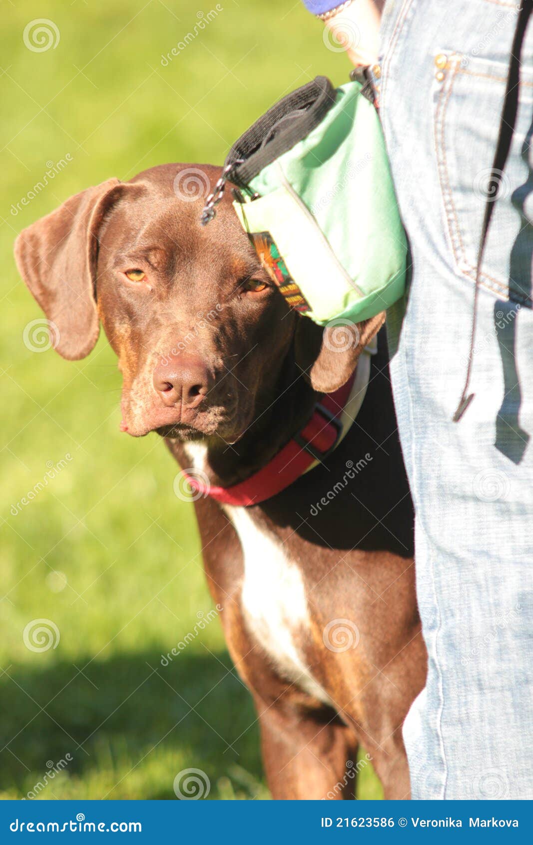 花豹与猎豹的区别是什么？ - 知乎