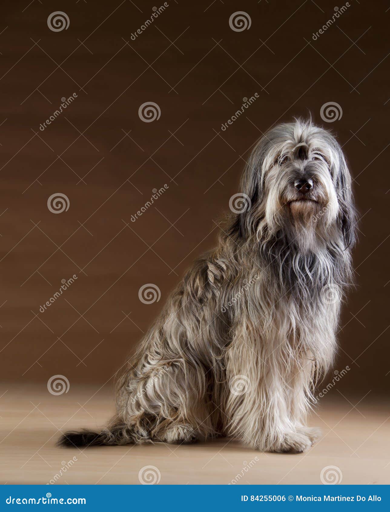 catalan sheepdog portrait