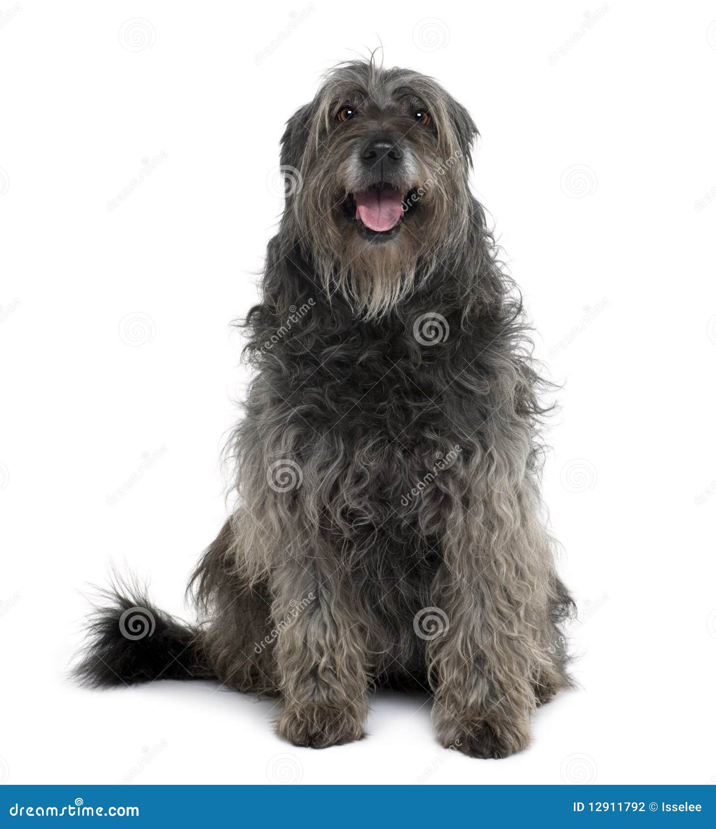 catalan sheepdog, sitting and panting