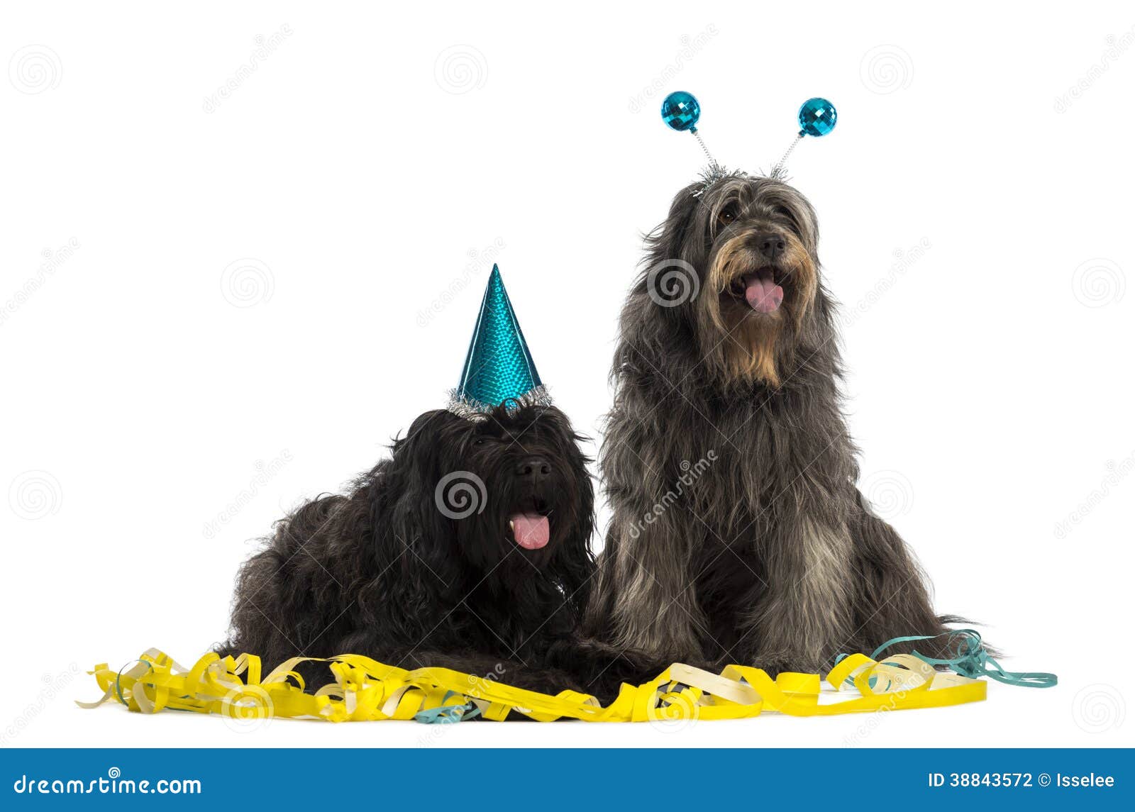 catalan sheepdogs wearing party hats, panting,