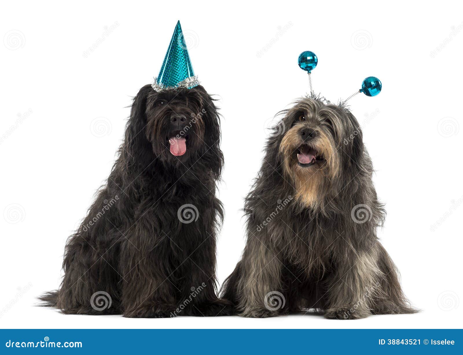 catalan sheepdogs wearing party hats, panting,