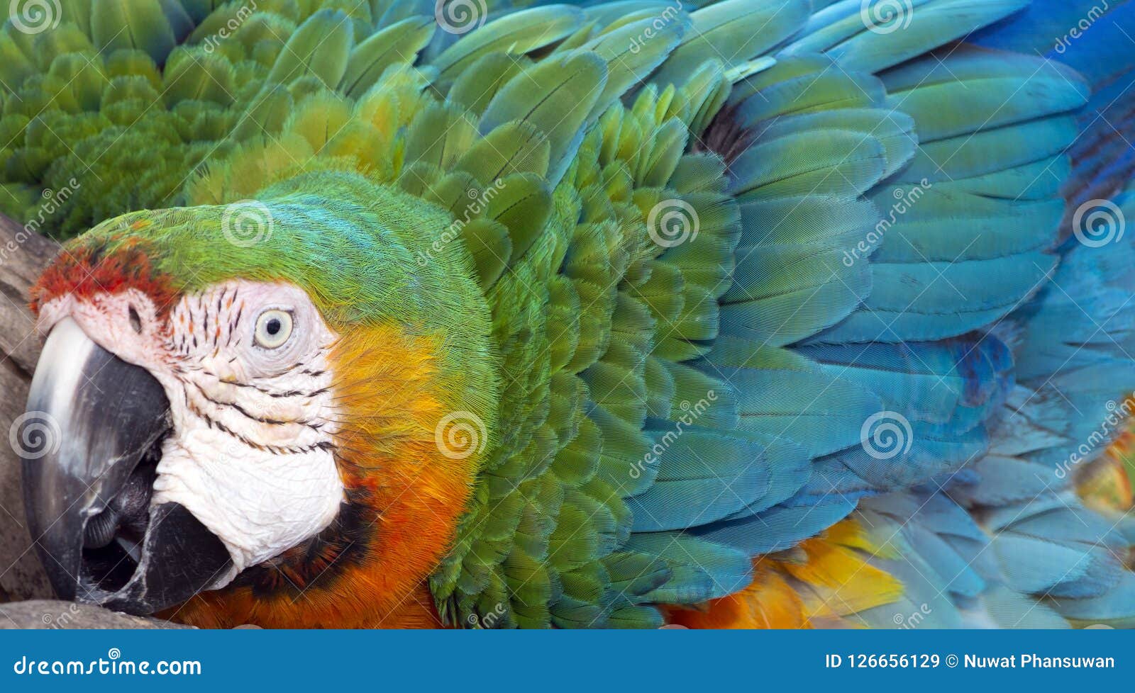 Sprout Ordliste Moderne Catalina Macaw Hybrid between Scarlet Macaw and Blue and Yellow Macaw Stock  Image - Image of catalina, outdoor: 126656129