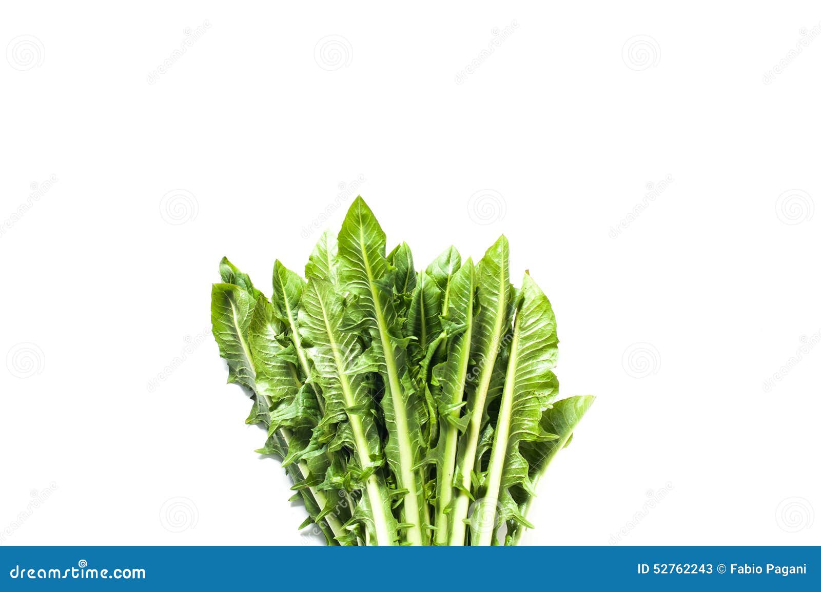 catalogna chicory bunch  on white background