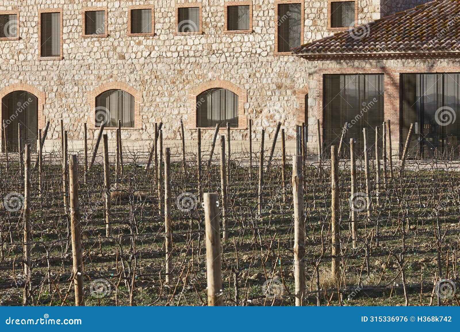 catalonian vineyard in alt emporda. organic agriculture. girona, catalonia, spain