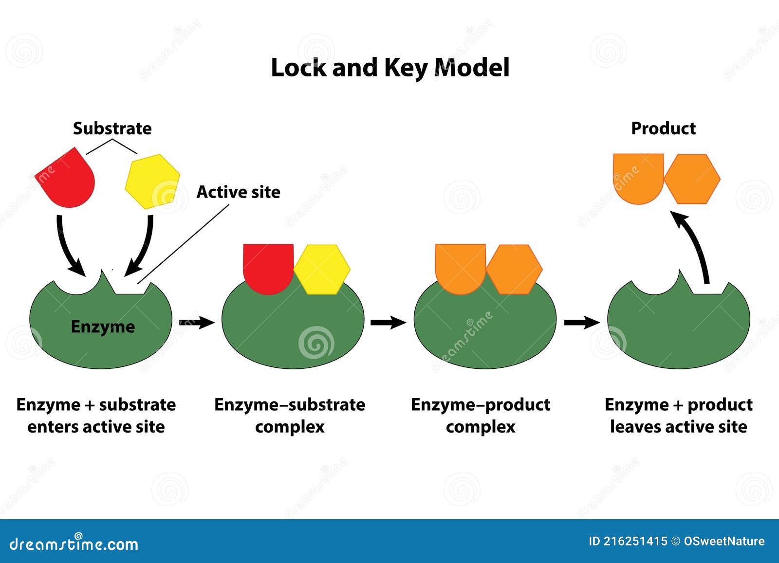 labeled enzymes lock and key