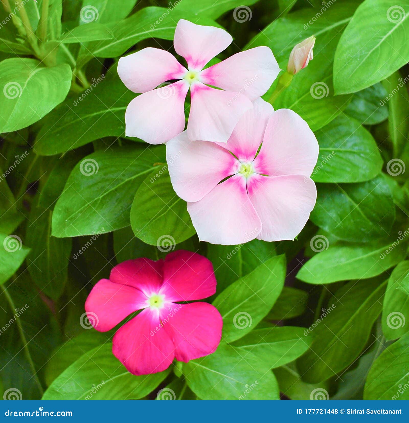 Cataranthus Roseus O Flor Vinca Rosa Y Violeta De Vinca En El Jardín Foto de  archivo - Imagen de verde, pétalo: 177721448