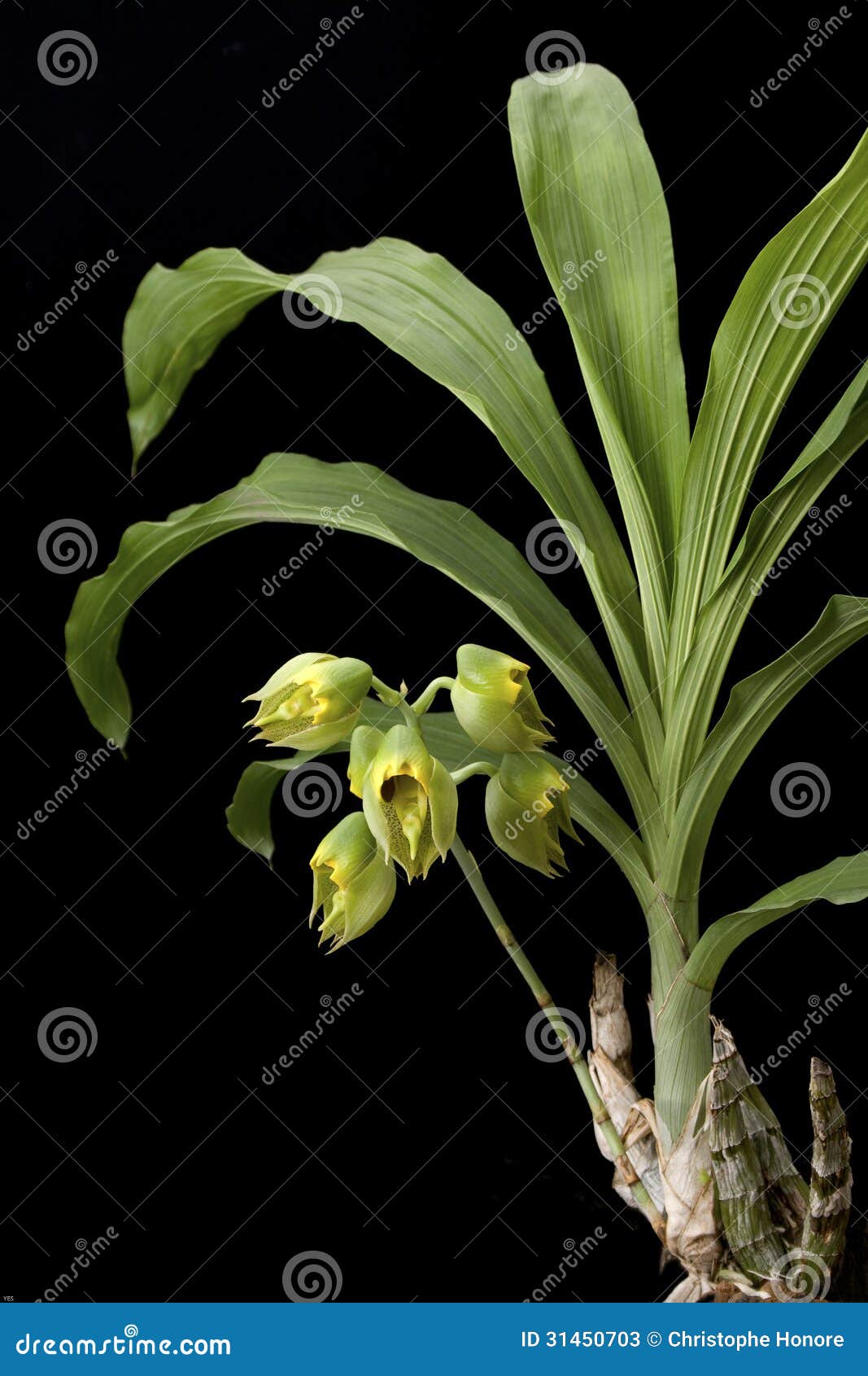 Orchid Catasetum Macroparpum Stock Image - Image of decoration, plant:  31450703