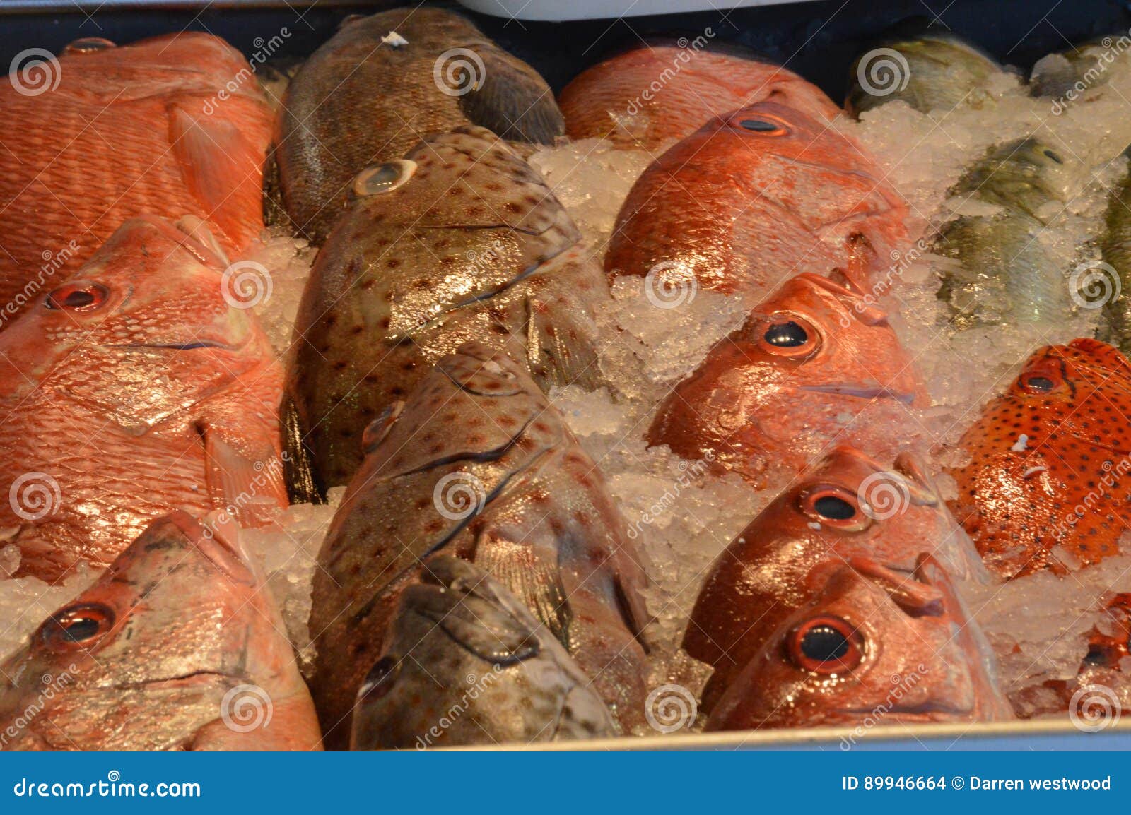 Catch of the day stock photo. Image of fish, catch, market 89946664