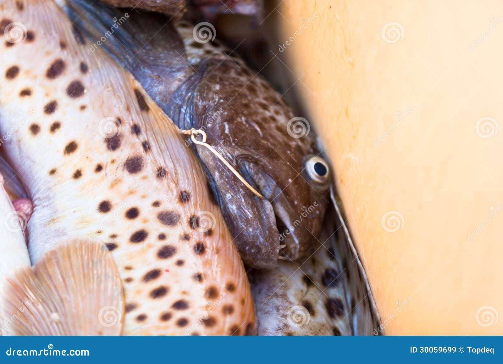 Catch of the Day Fresh Fish in Shipping Container Stock Image Image