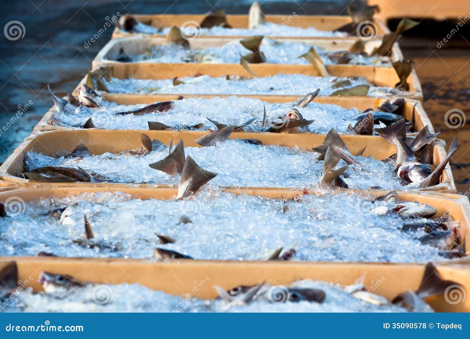 Catch of the Day Fresh Fish in Shipping Containers Stock Photo